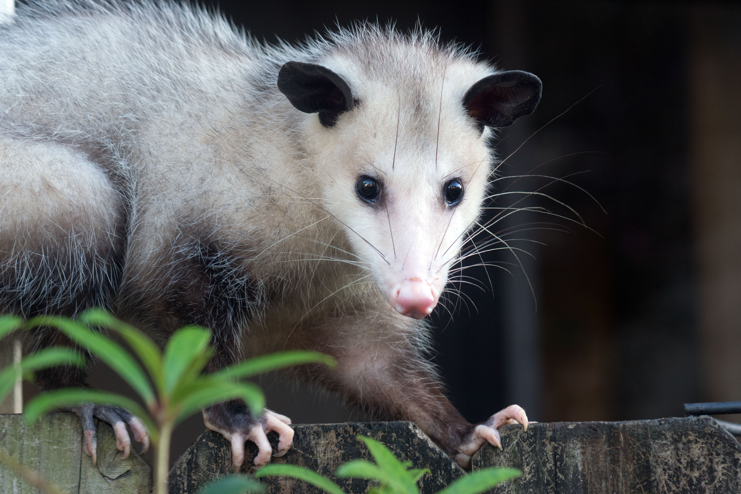 Opossum. Photographer Irina Kozhemyakina. Houston