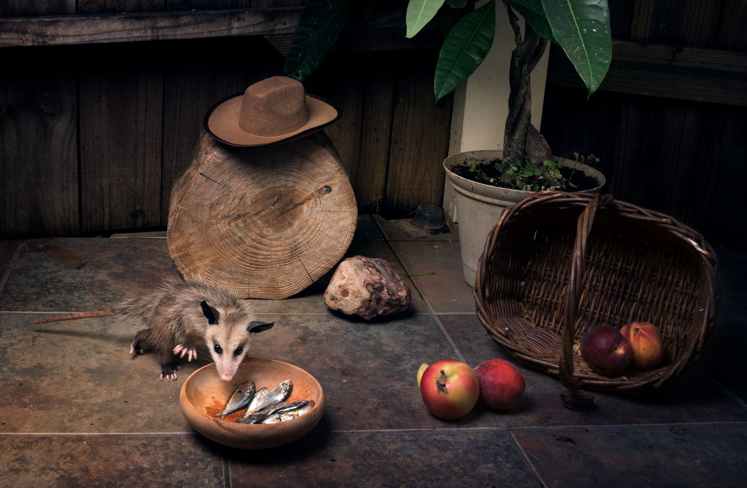 Opossum. Photographer Irina Kozhemyakina. Houston