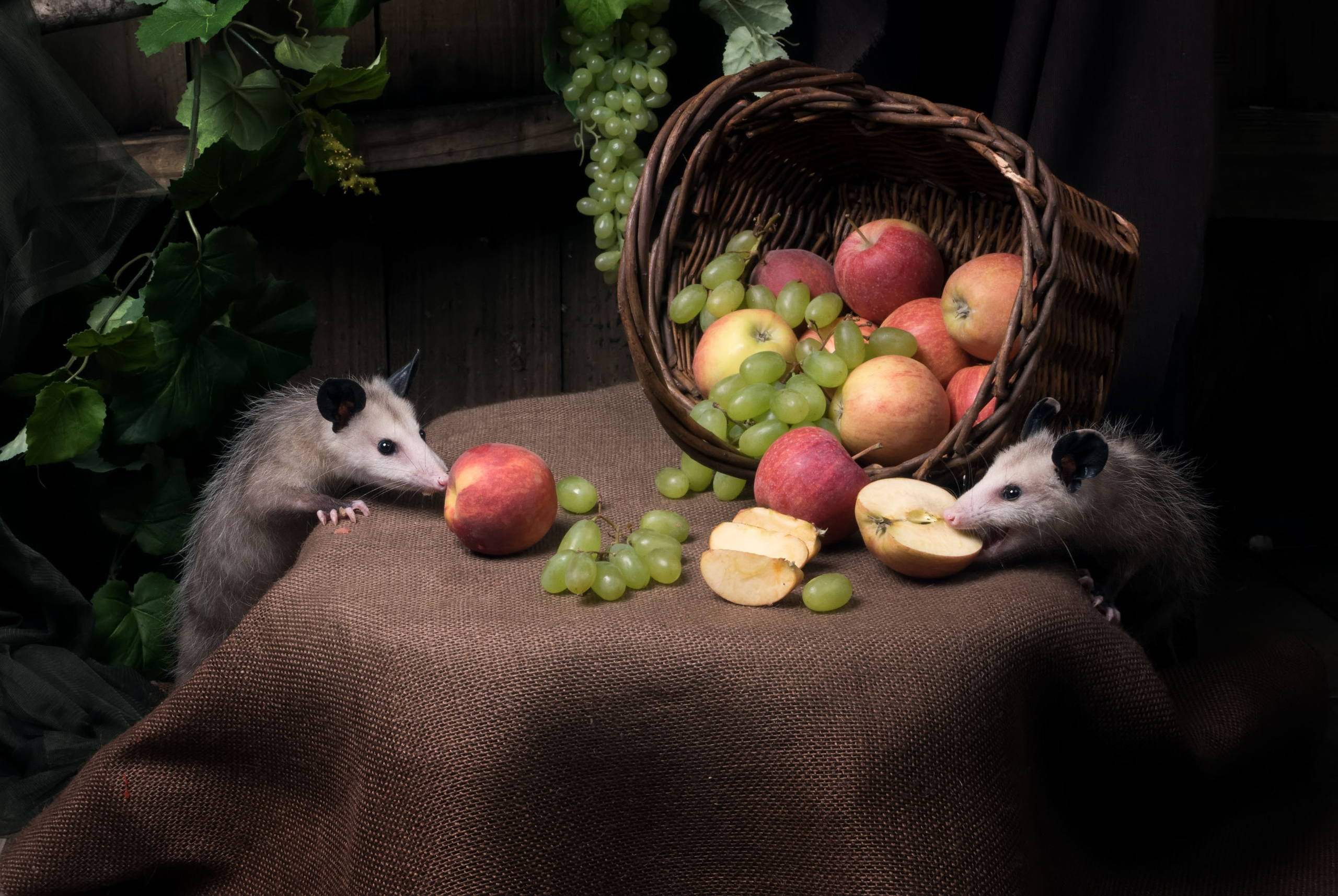 Opossum. Photographer Irina Kozhemyakina. Houston