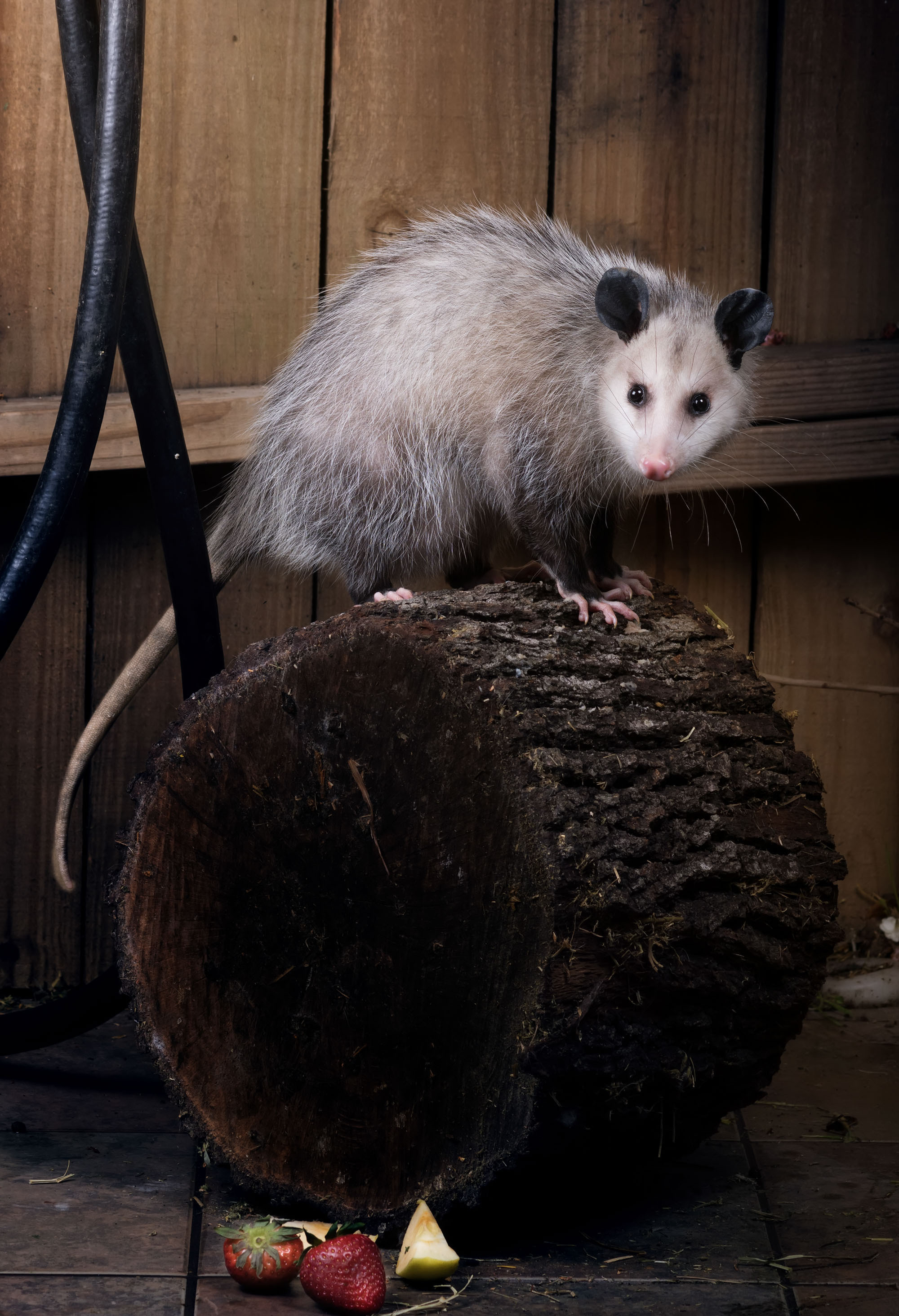Opossum. Photographer Irina Kozhemyakina. Houston