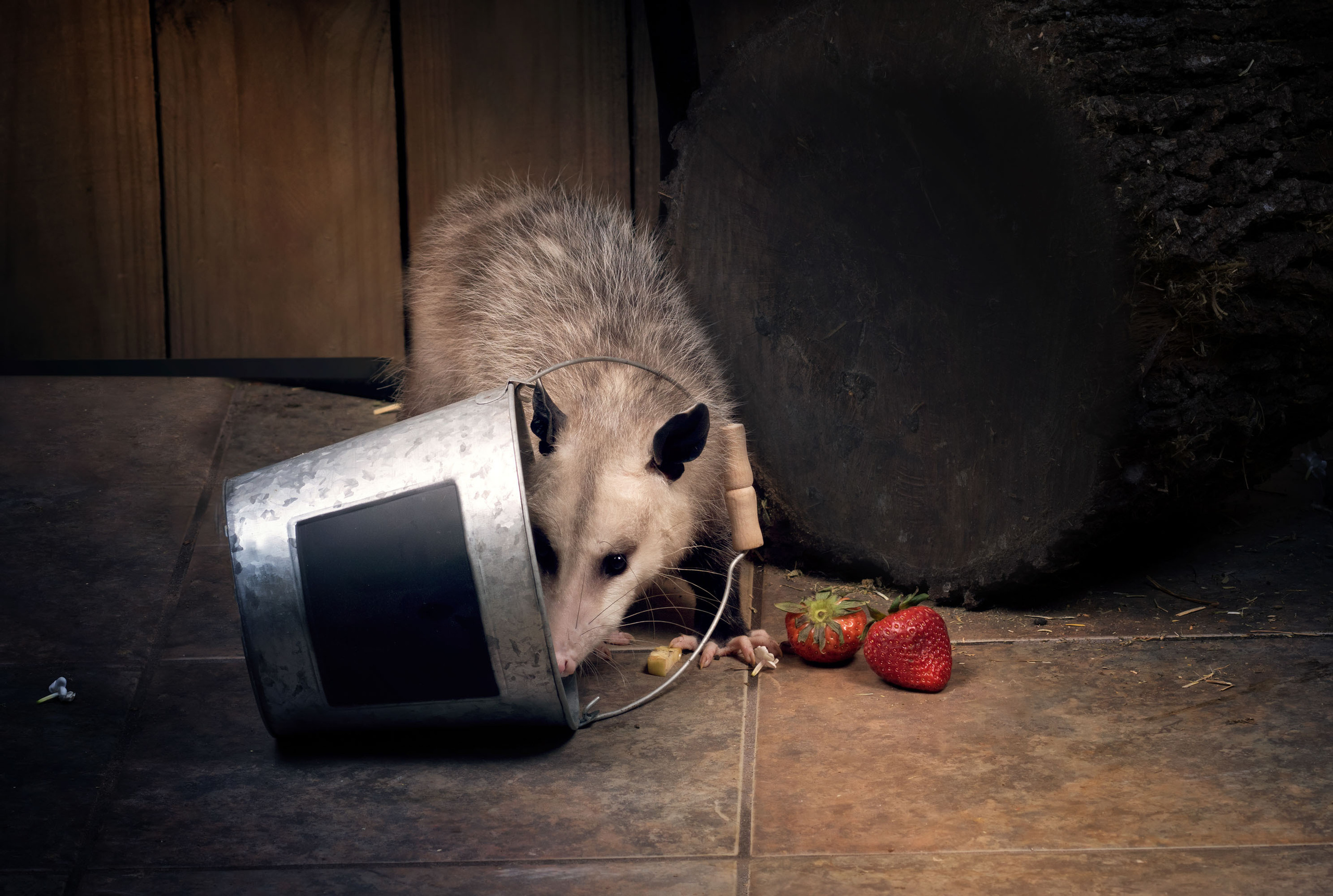 Opossum. Photographer Irina Kozhemyakina. Houston