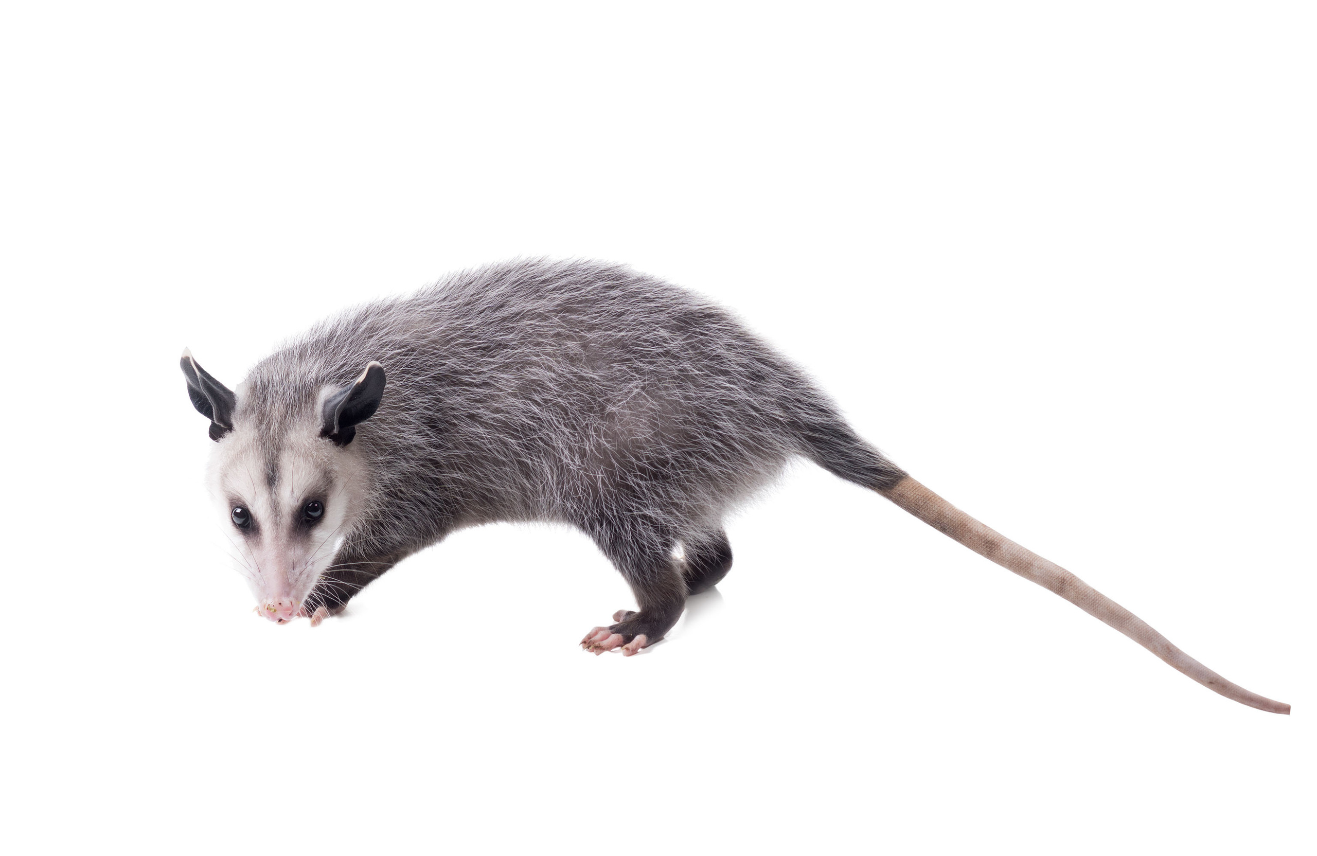 Opossum. Photographer Irina Kozhemyakina. Houston