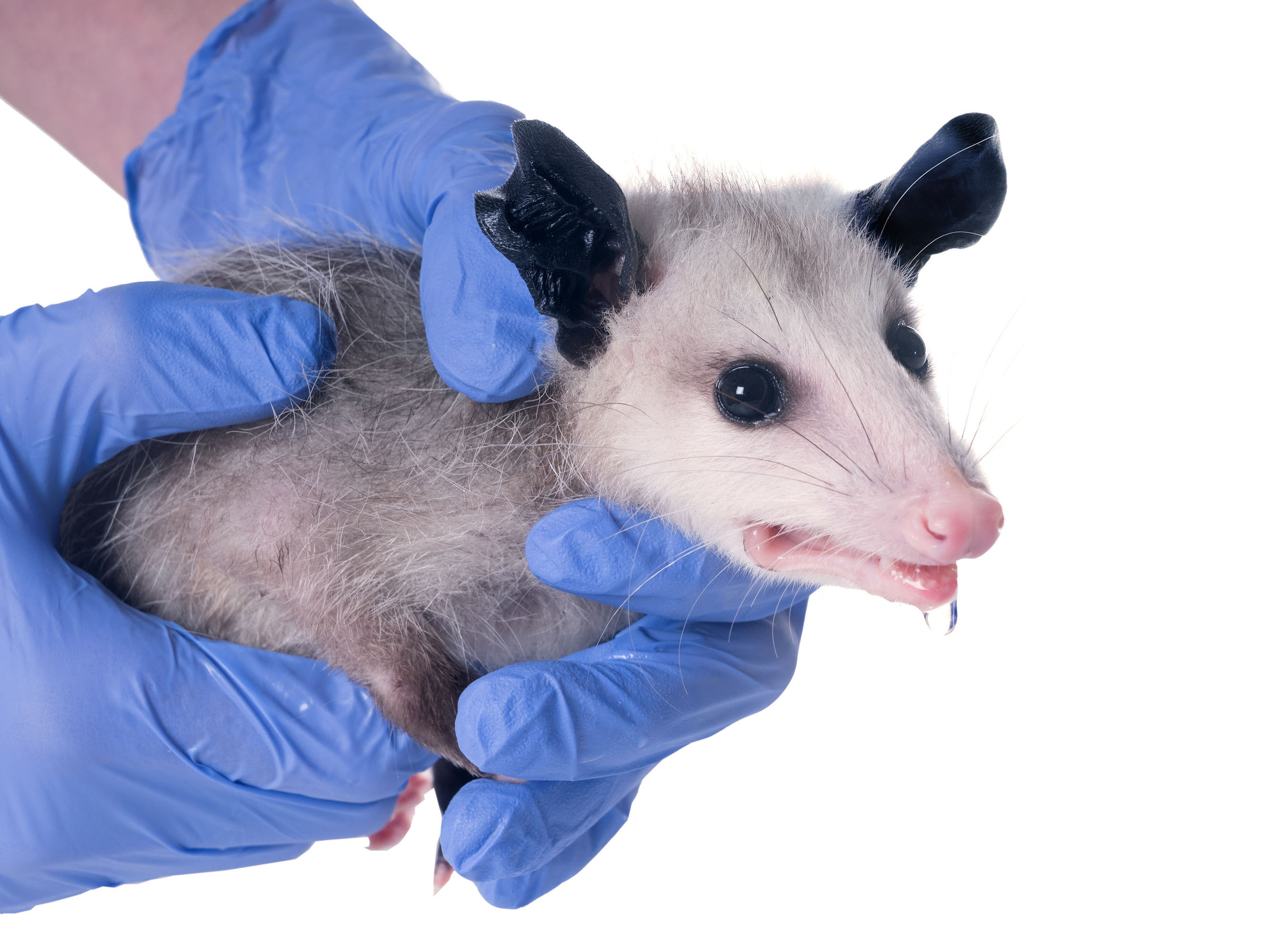 Opossum. Photographer Irina Kozhemyakina. Houston