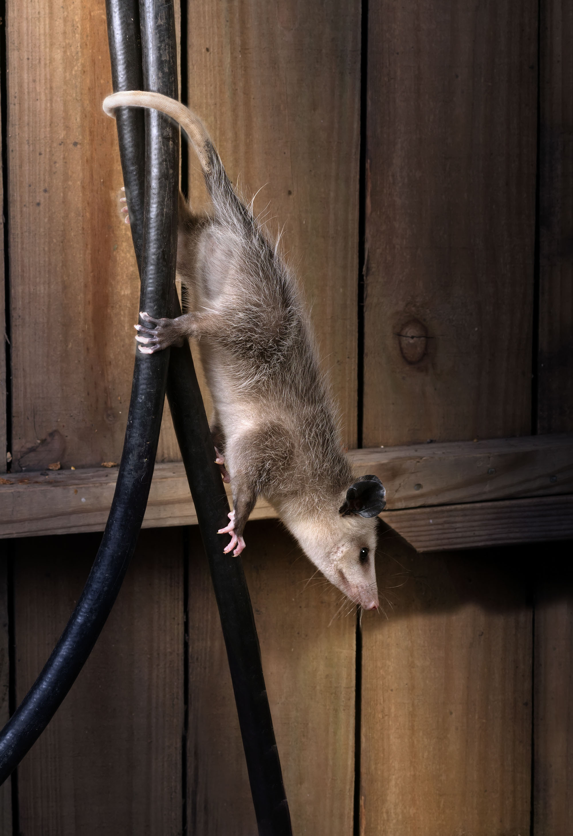 Opossum. Photographer Irina Kozhemyakina. Houston