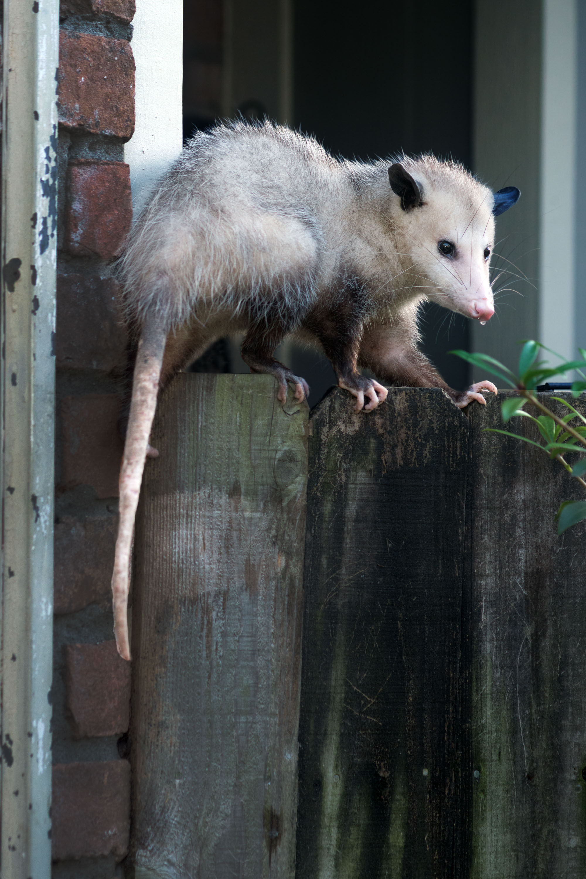 Opossum. Photographer Irina Kozhemyakina. Houston