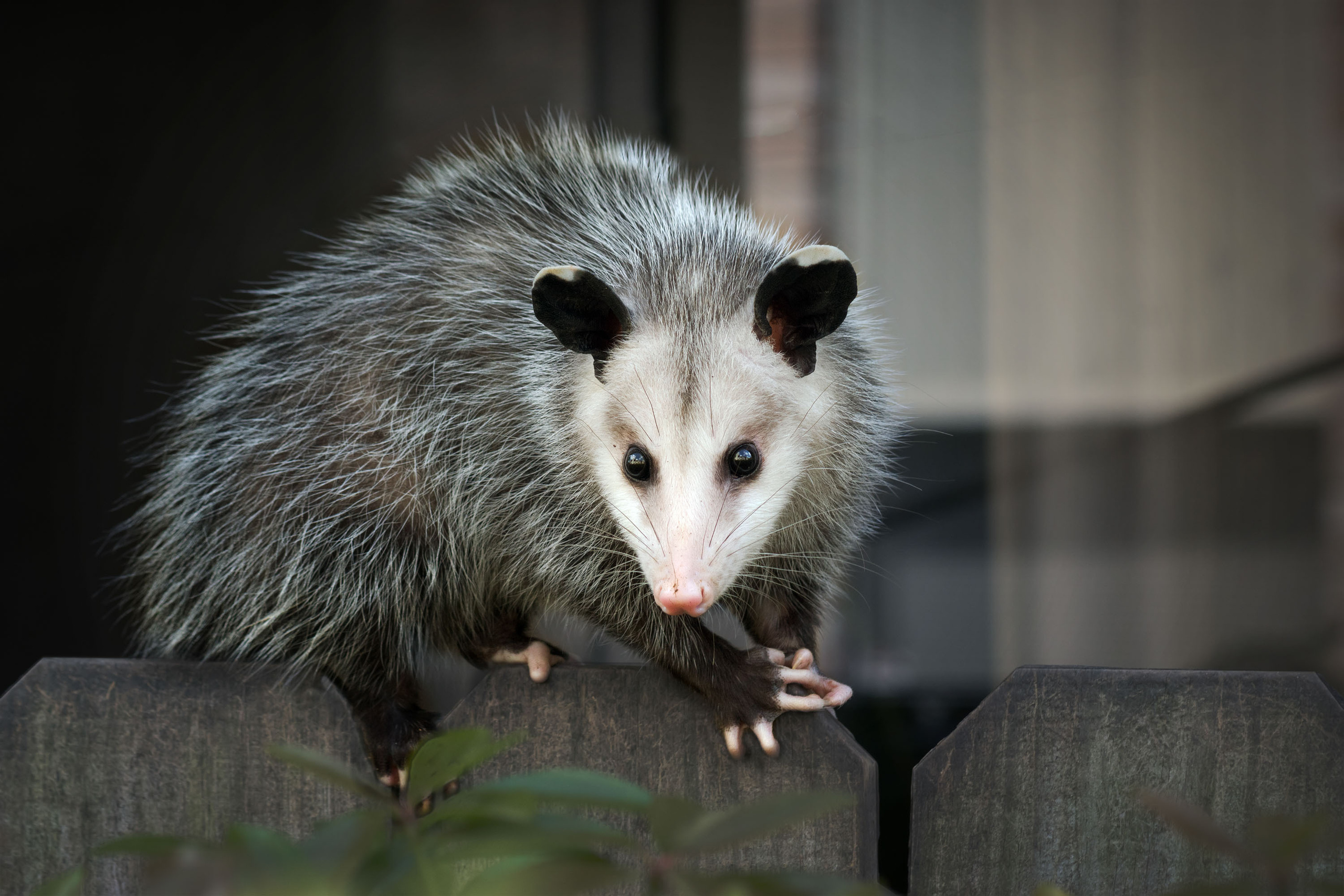 Opossum. Photographer Irina Kozhemyakina. Houston