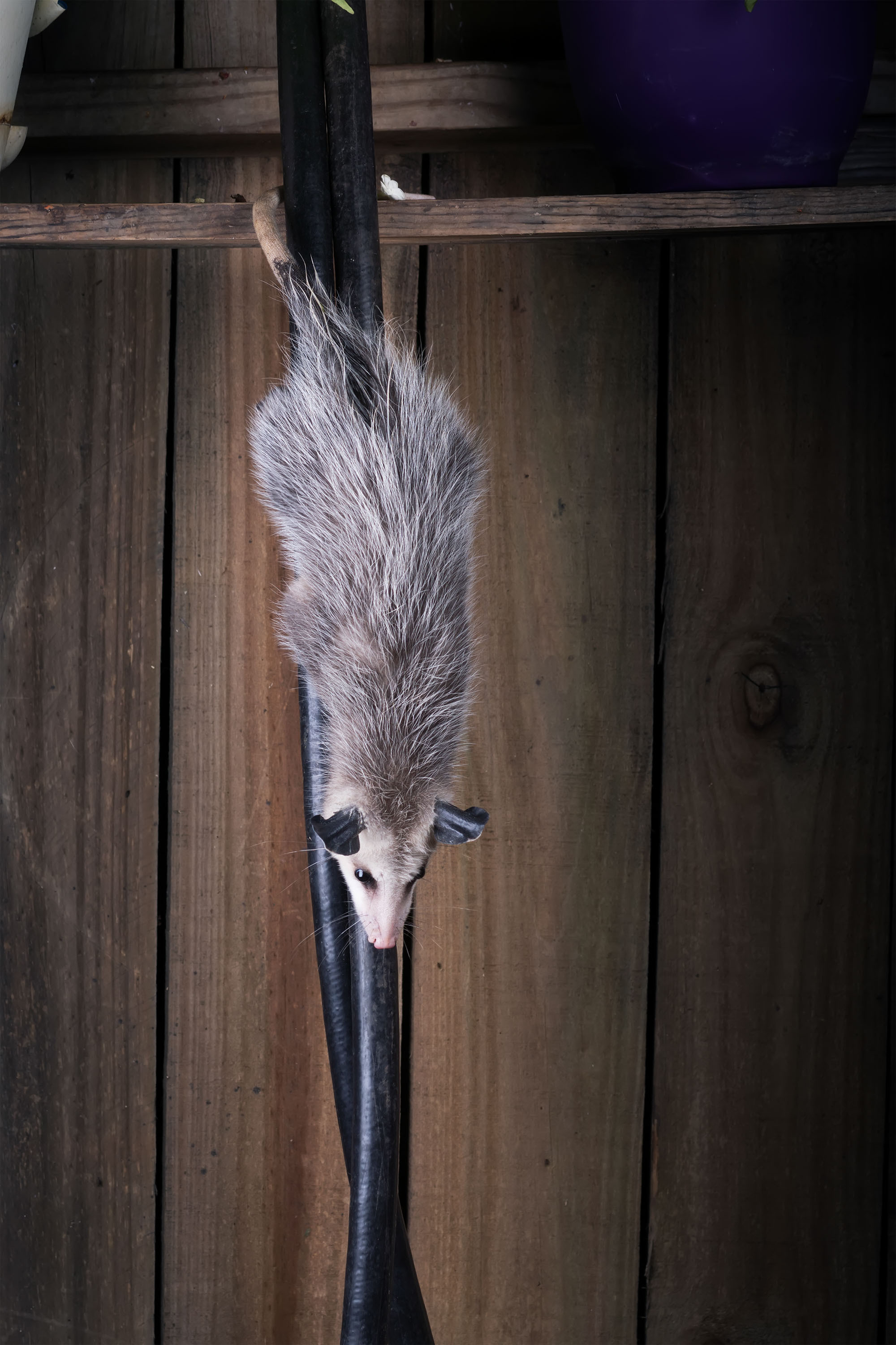 Opossum. Photographer Irina Kozhemyakina. Houston
