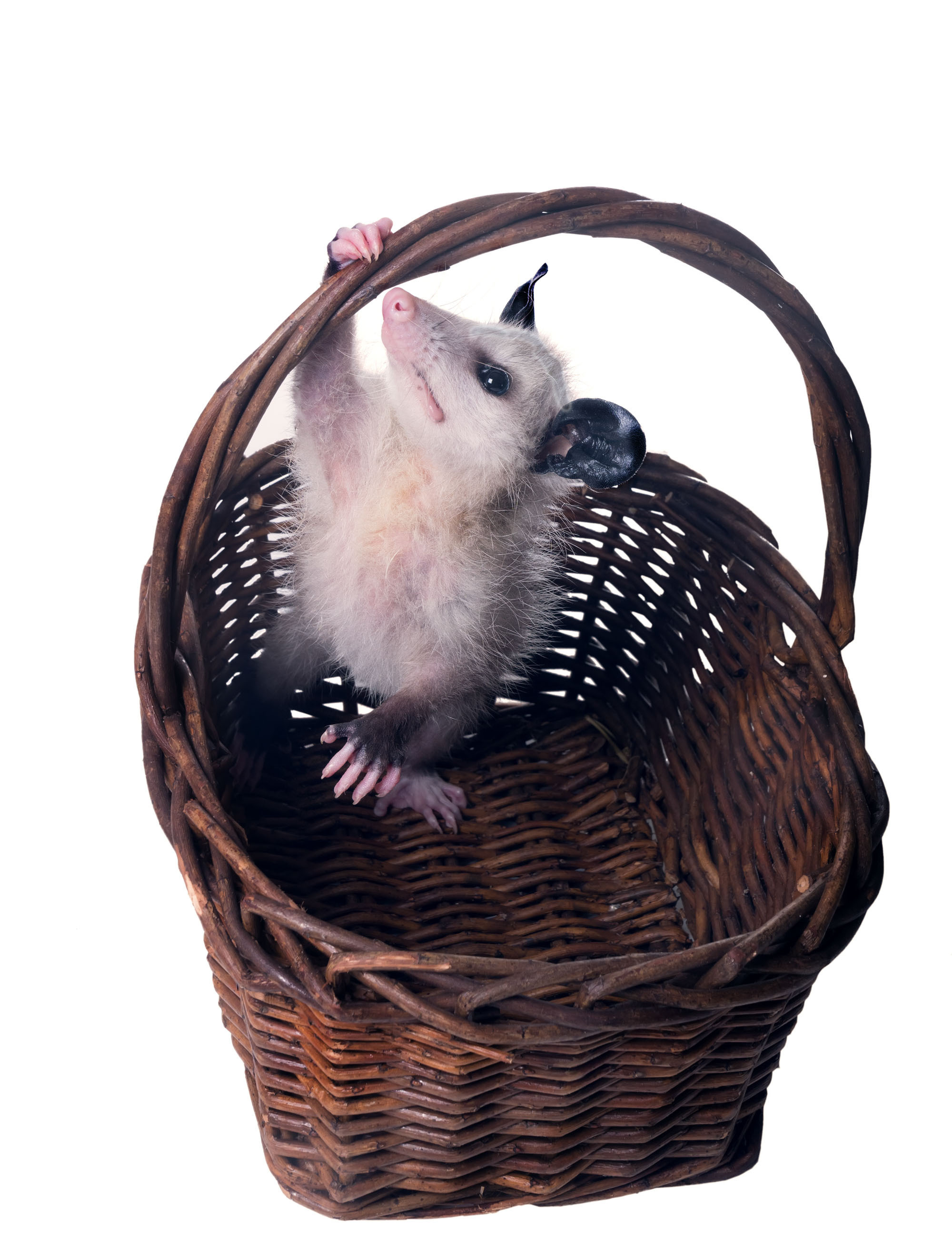 Opossum. Photographer Irina Kozhemyakina. Houston