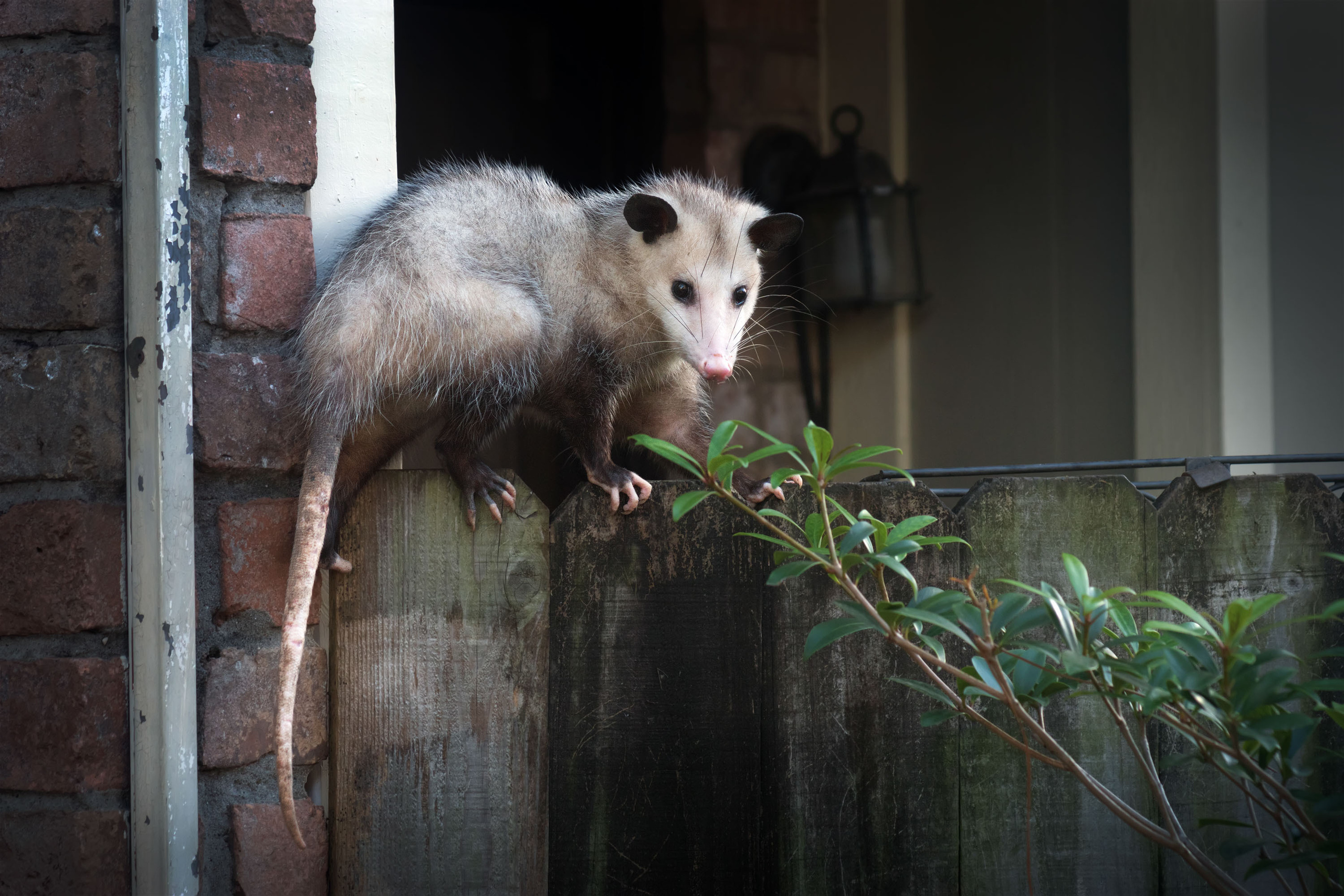 Opossum. Photographer Irina Kozhemyakina. Houston