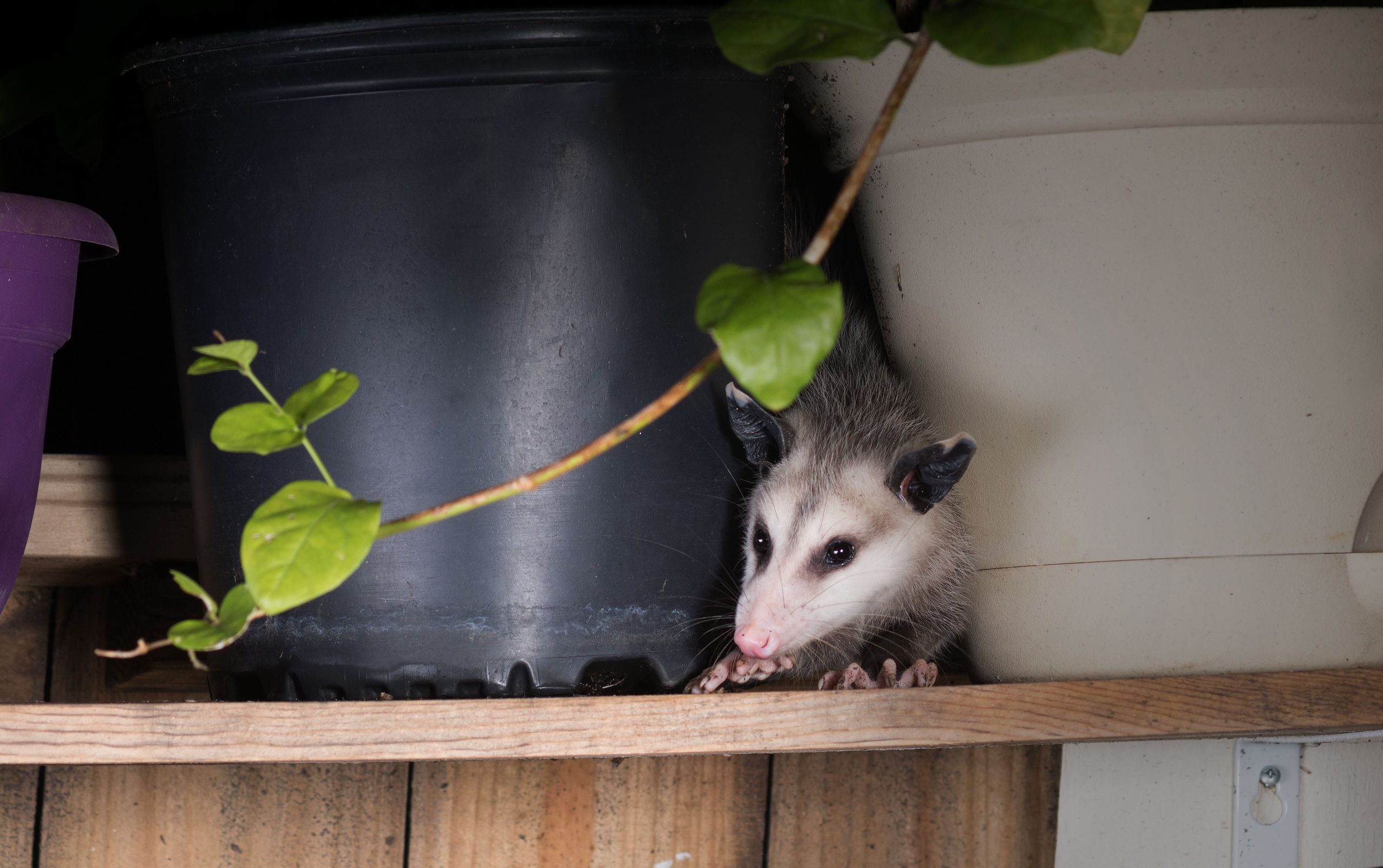 Opossum. Photographer Irina Kozhemyakina. Houston