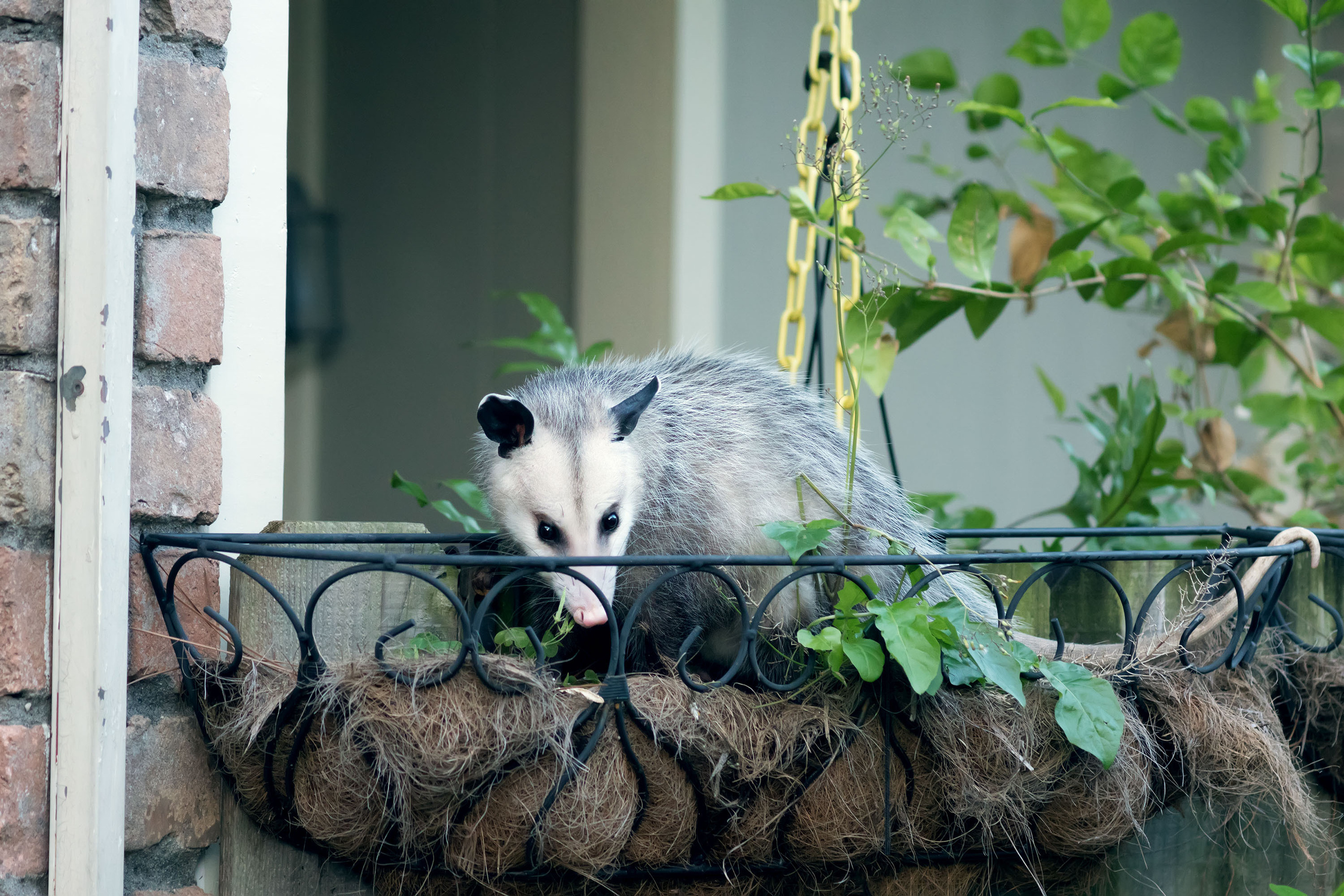 Opossum. Photographer Irina Kozhemyakina. Houston