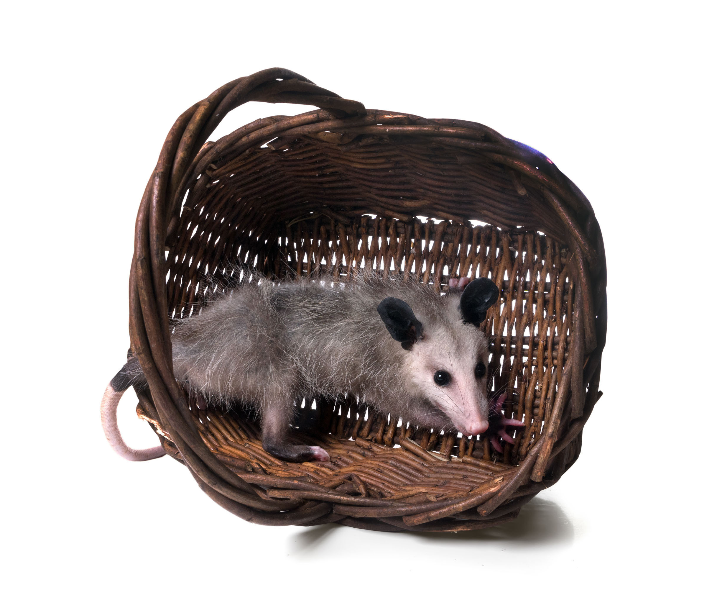 Opossum. Photographer Irina Kozhemyakina. Houston