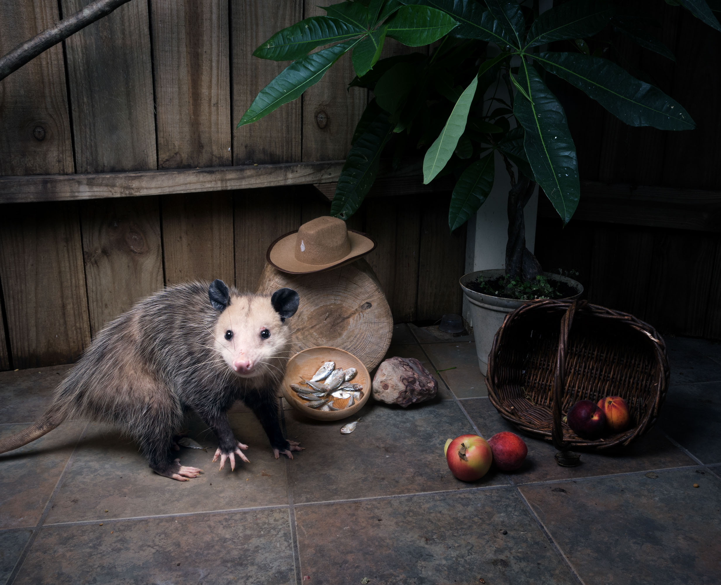 Opossum. Photographer Irina Kozhemyakina. Houston