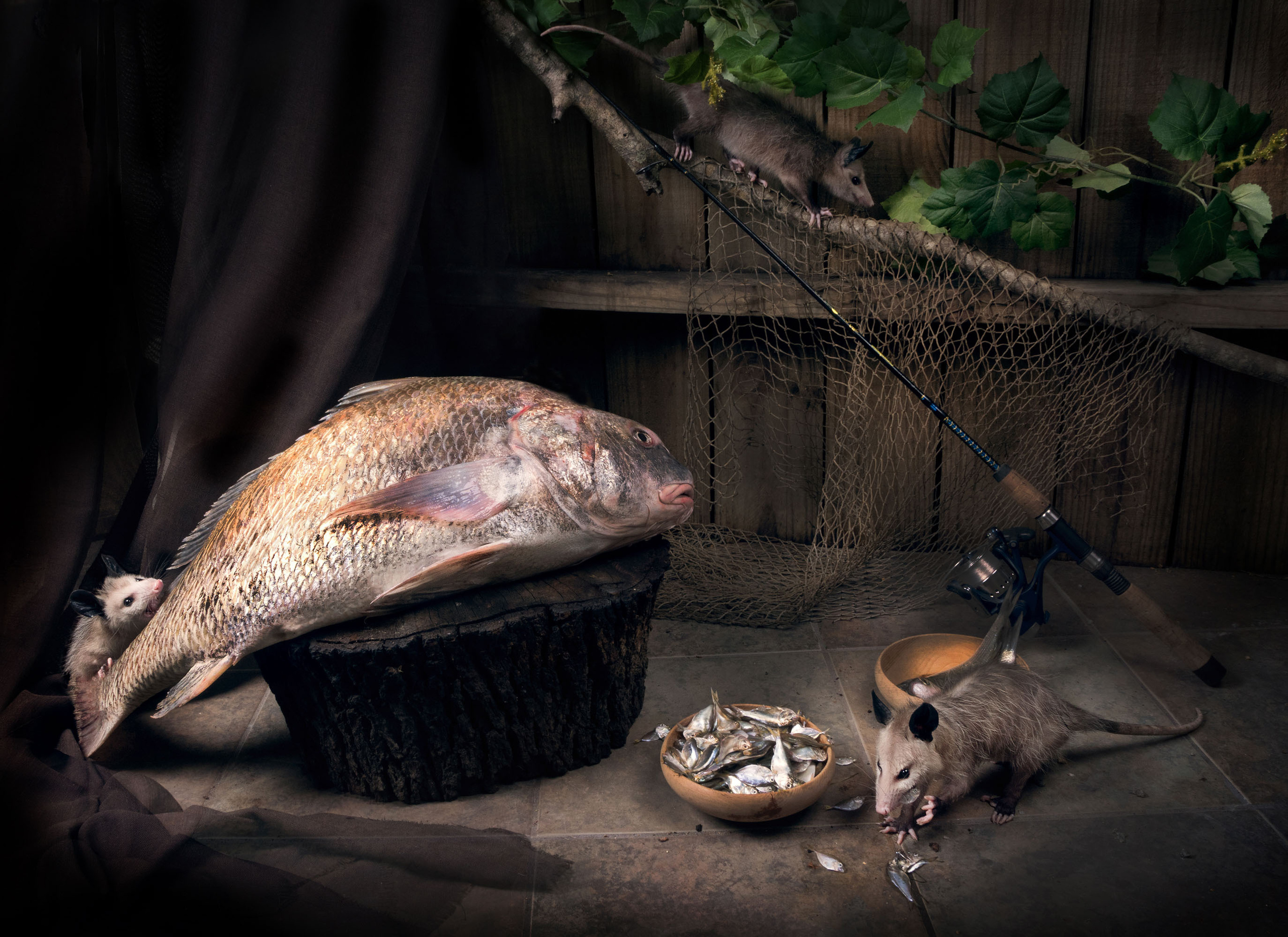 Opossum. Photographer Irina Kozhemyakina. Houston