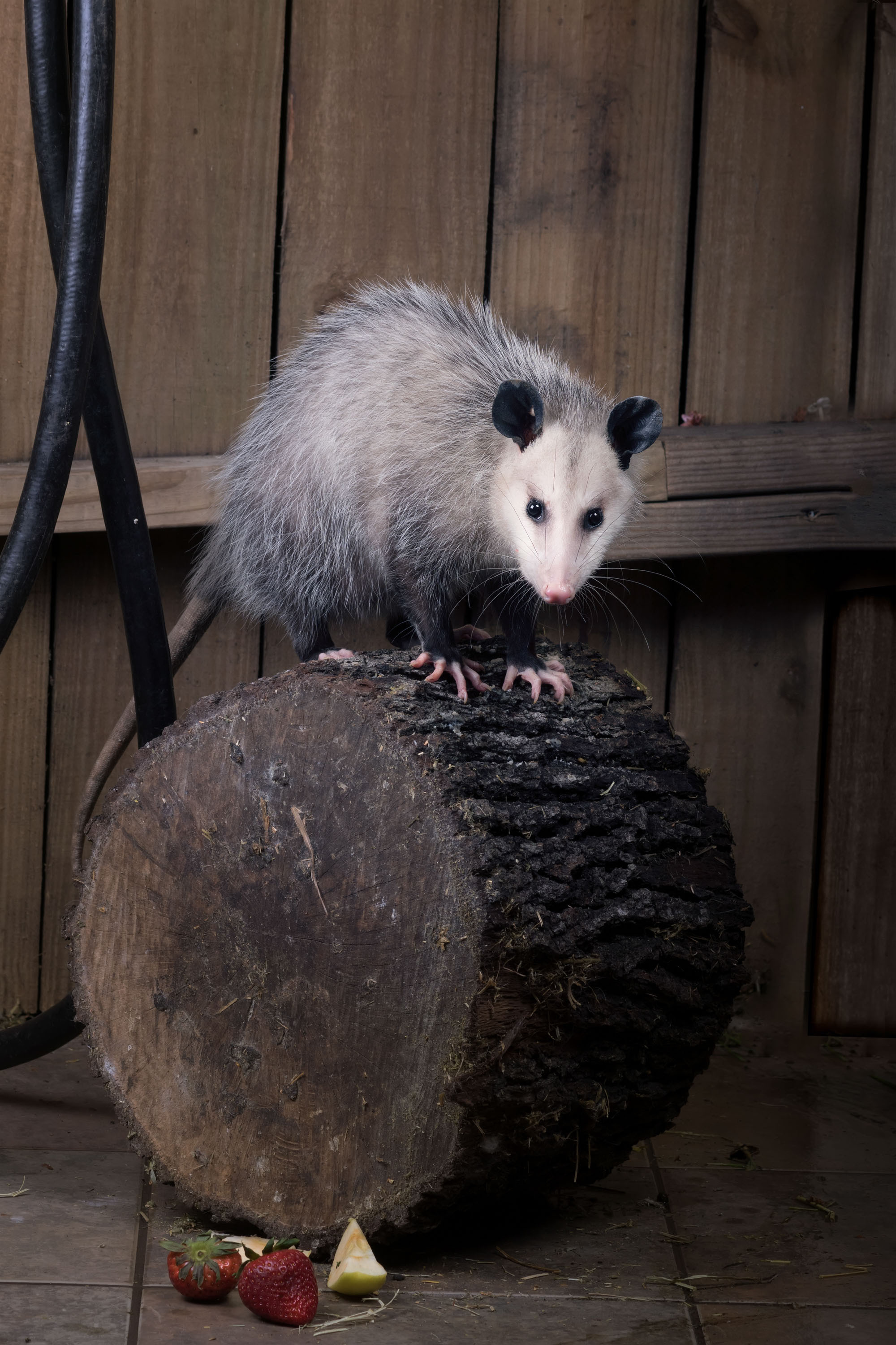 Opossum. Photographer Irina Kozhemyakina. Houston