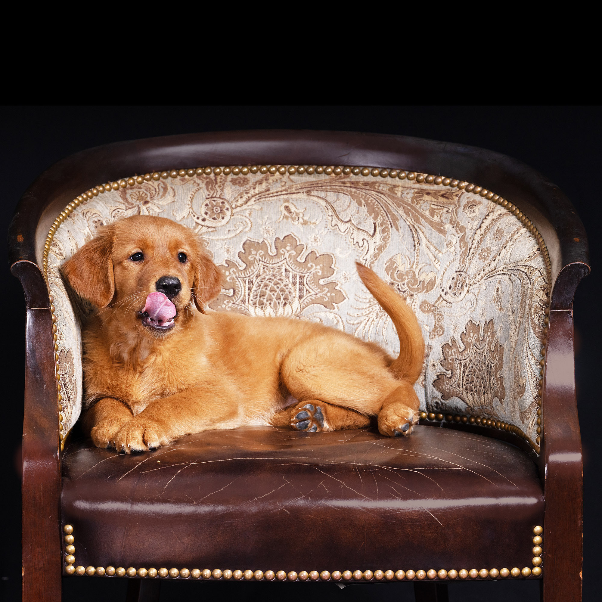 Labrador. Photographer Irina Kozhemyakina. Houston