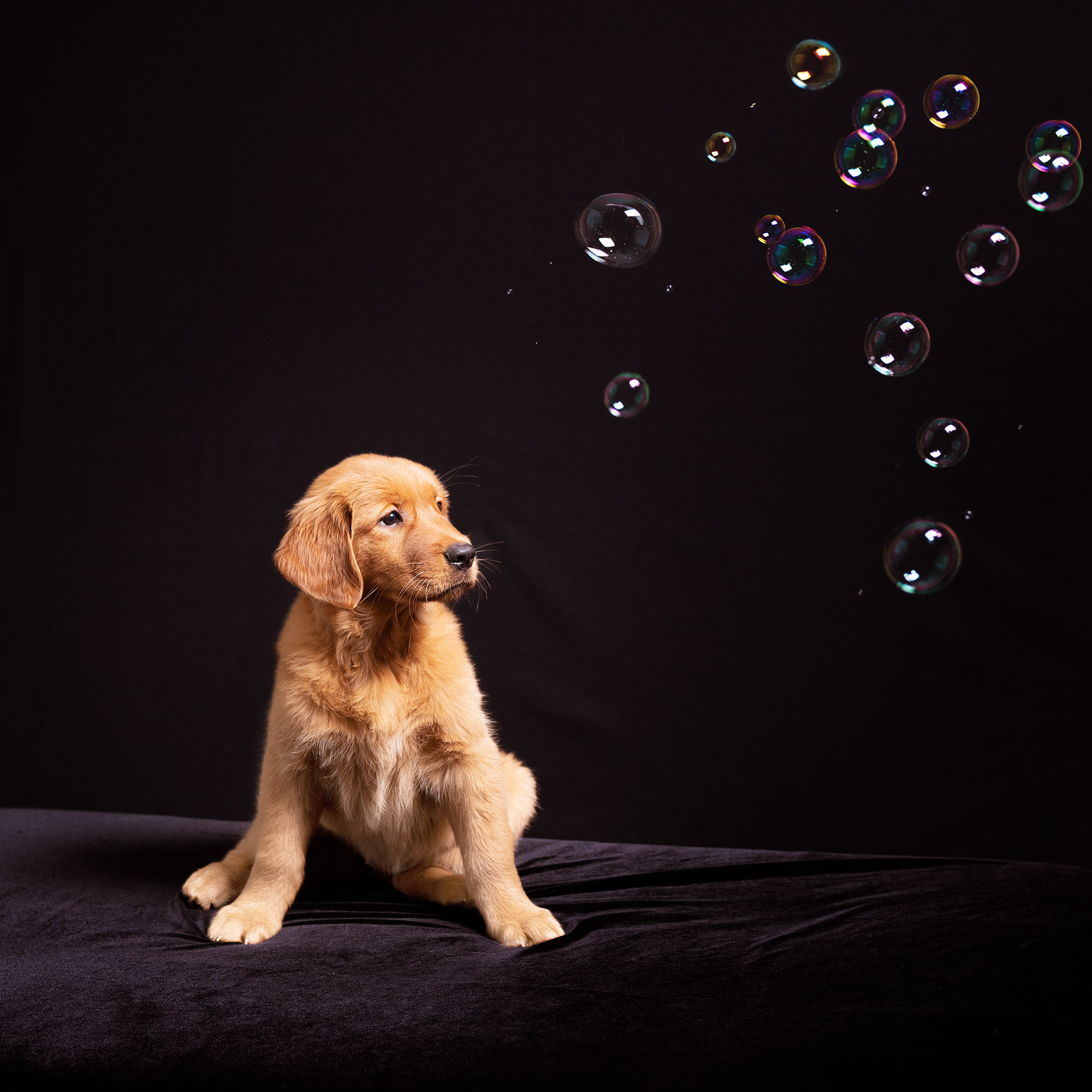 Labrador. Photographer Irina Kozhemyakina. Houston