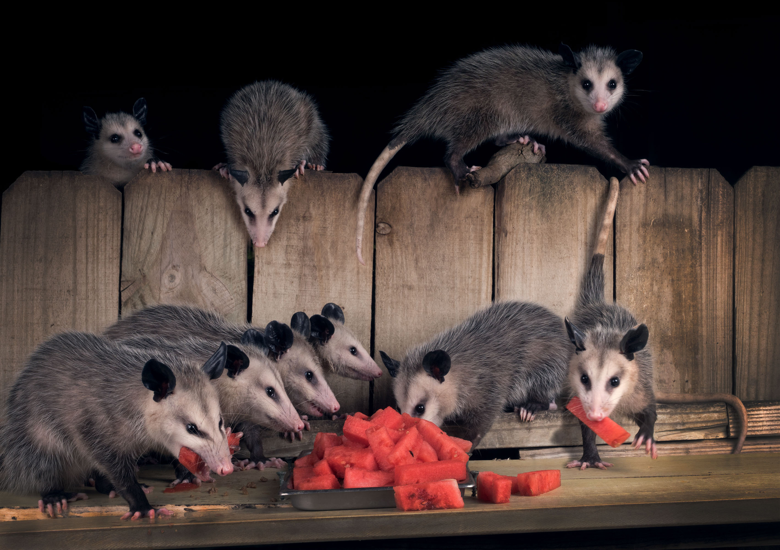 Opossum. Photographer Irina Kozhemyakina. Houston