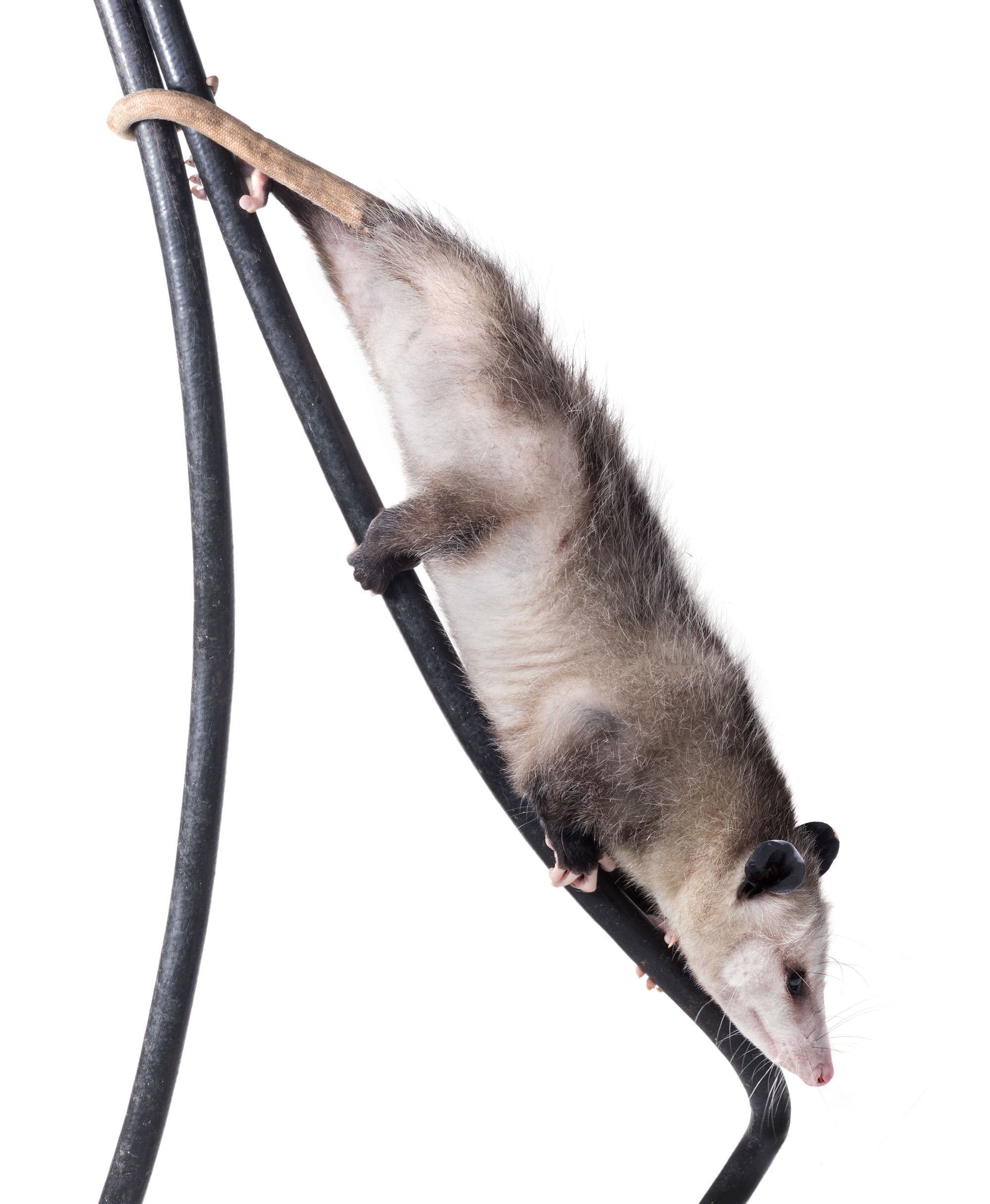 Opossum. Photographer Irina Kozhemyakina. Houston