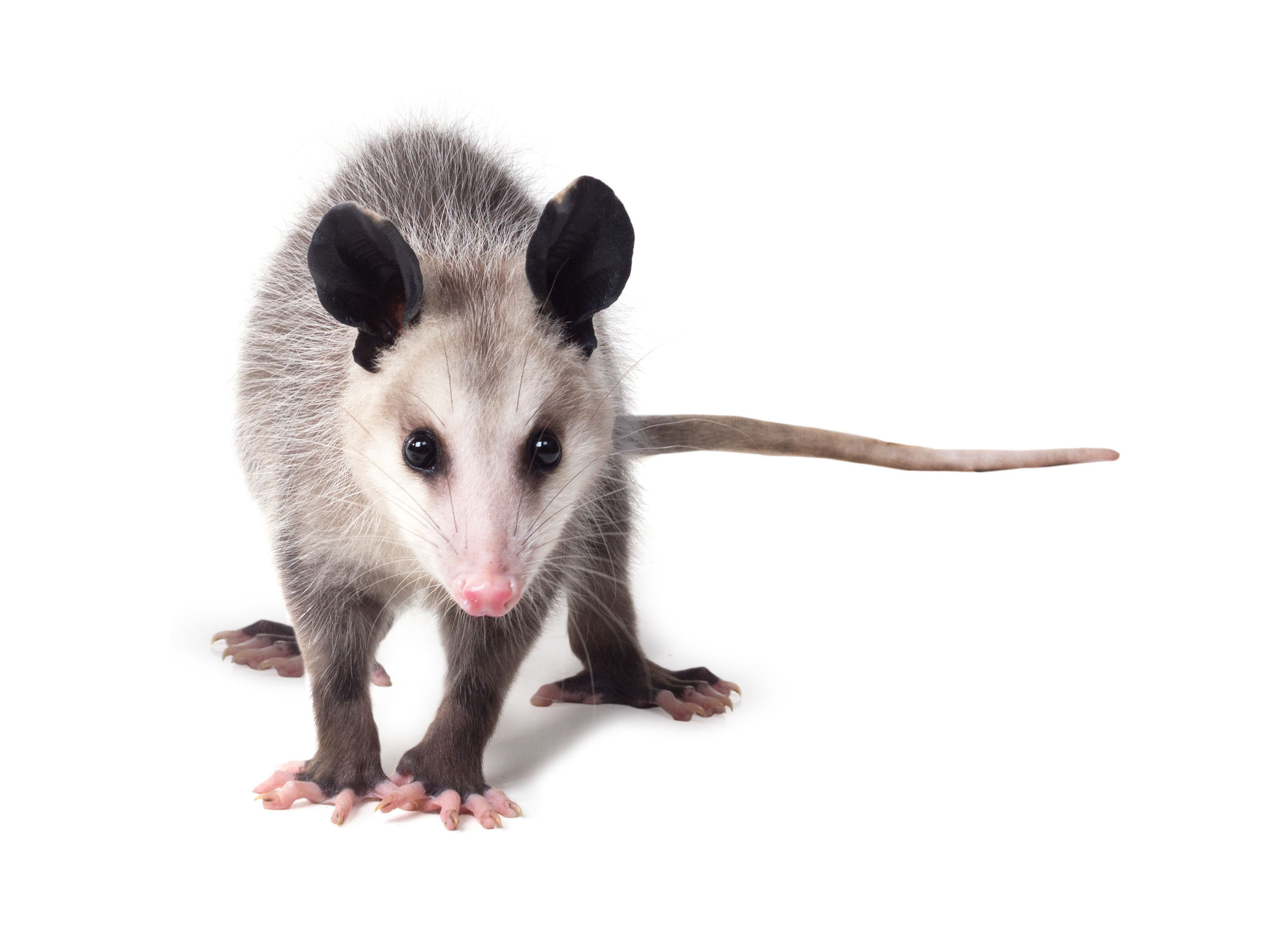 Opossum. Photographer Irina Kozhemyakina. Houston