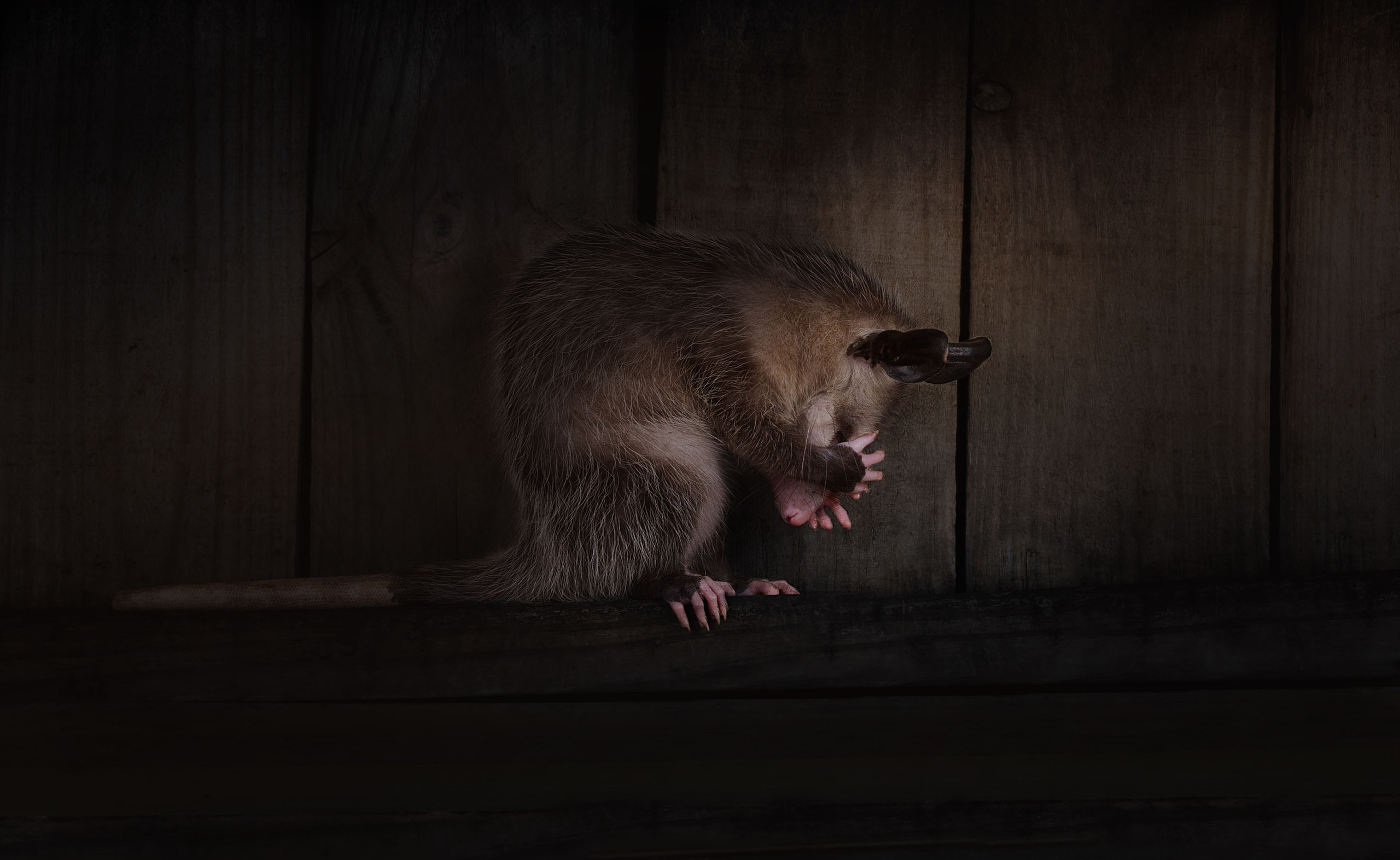 Opossum. Photographer Irina Kozhemyakina. Houston