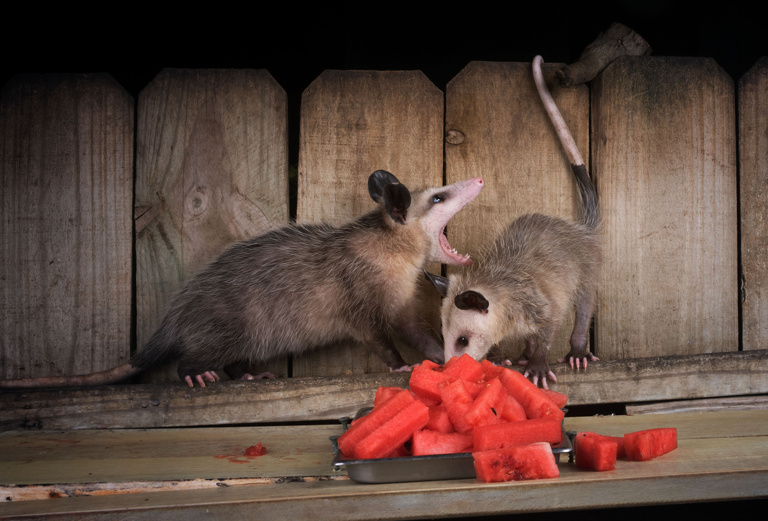 Opossum. Photographer Irina Kozhemyakina. Houston