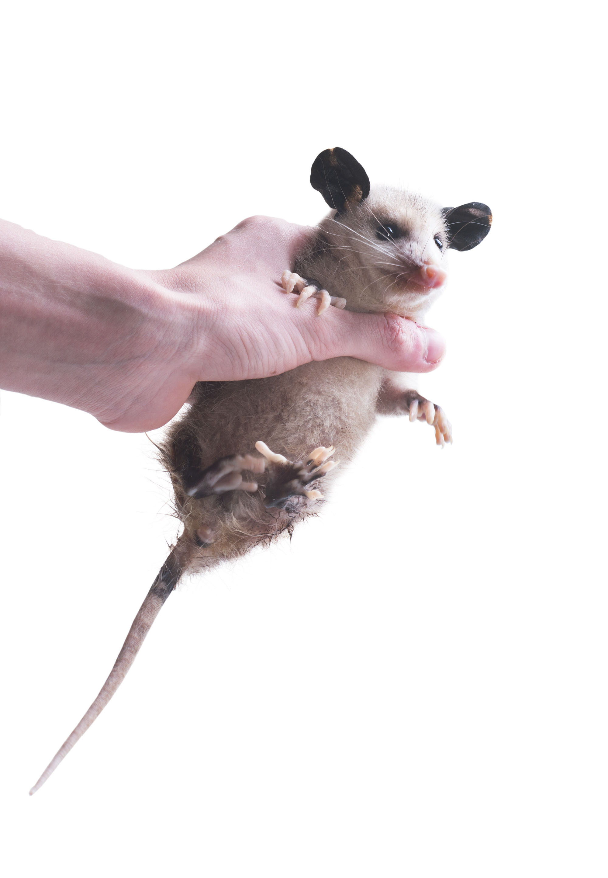 Opossum. Photographer Irina Kozhemyakina. Houston