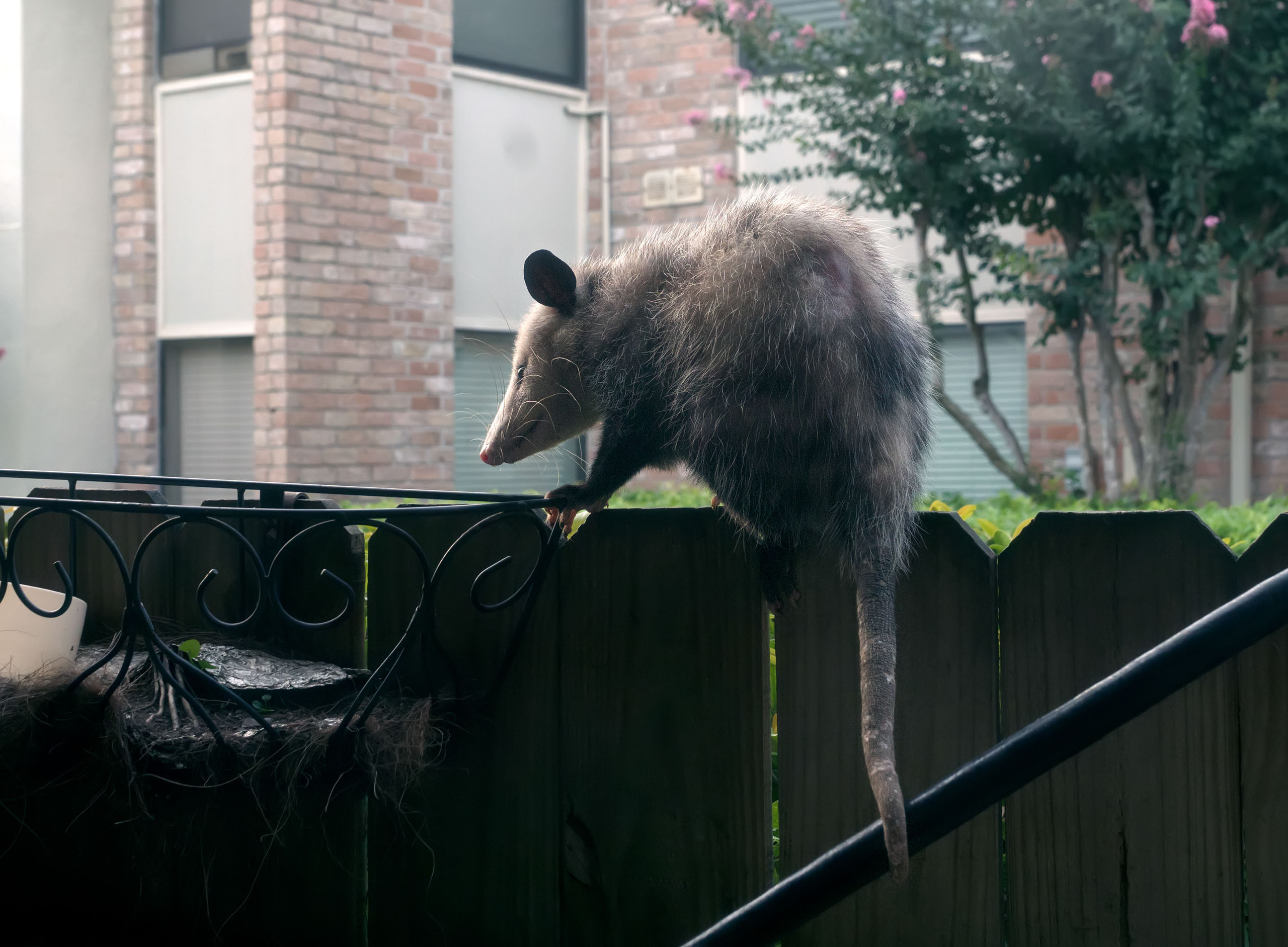 Opossum. Photographer Irina Kozhemyakina. Houston
