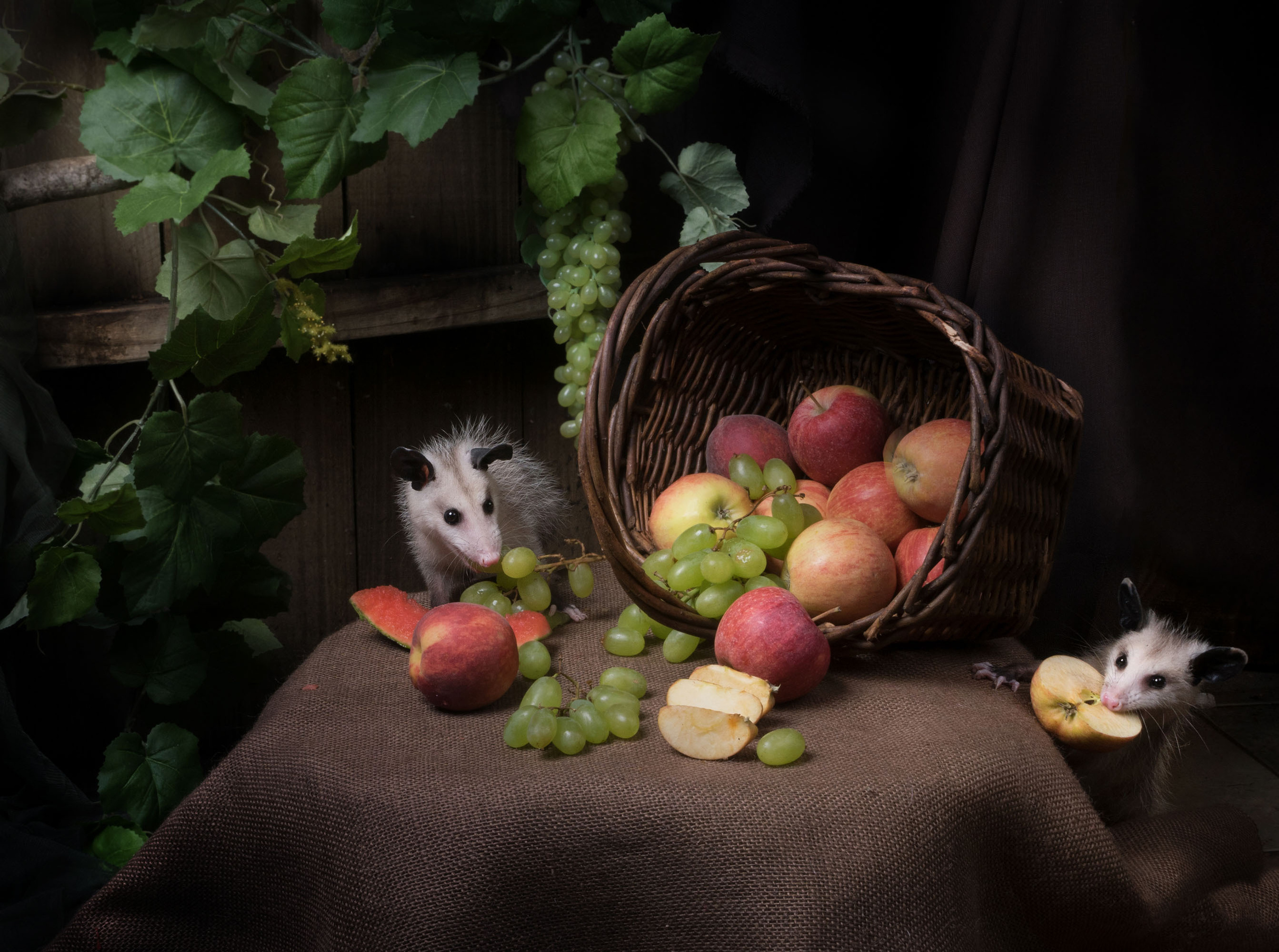 Opossum. Photographer Irina Kozhemyakina. Houston