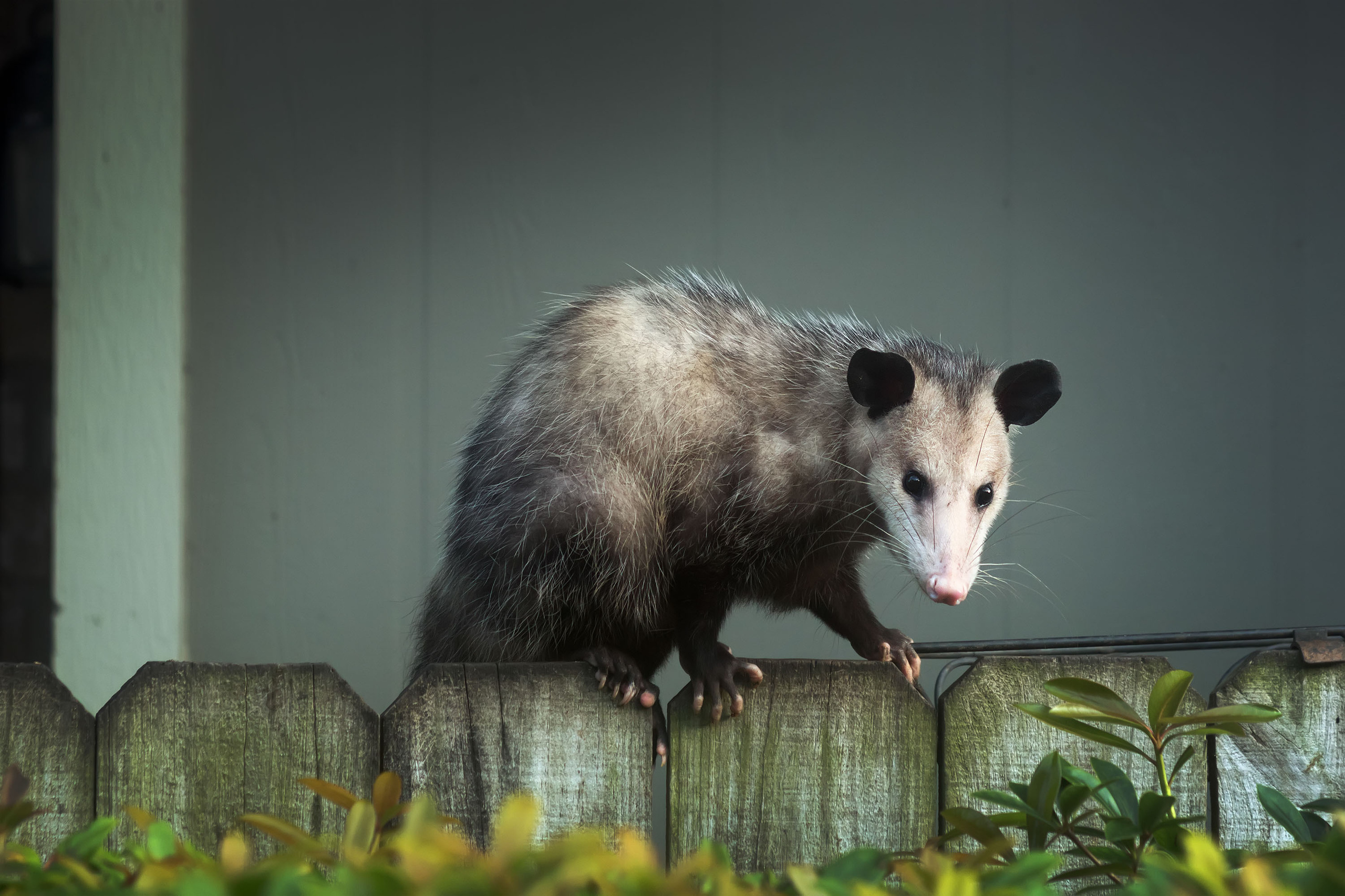 Opossum. Photographer Irina Kozhemyakina. Houston