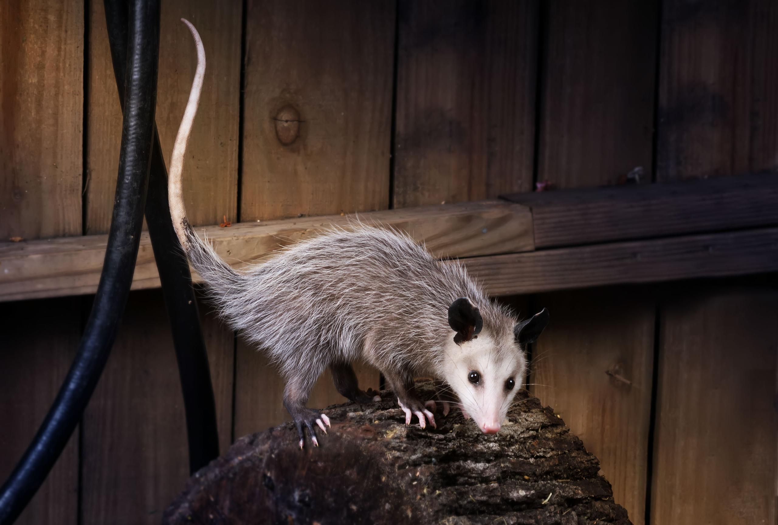 Opossum. Photographer Irina Kozhemyakina. Houston