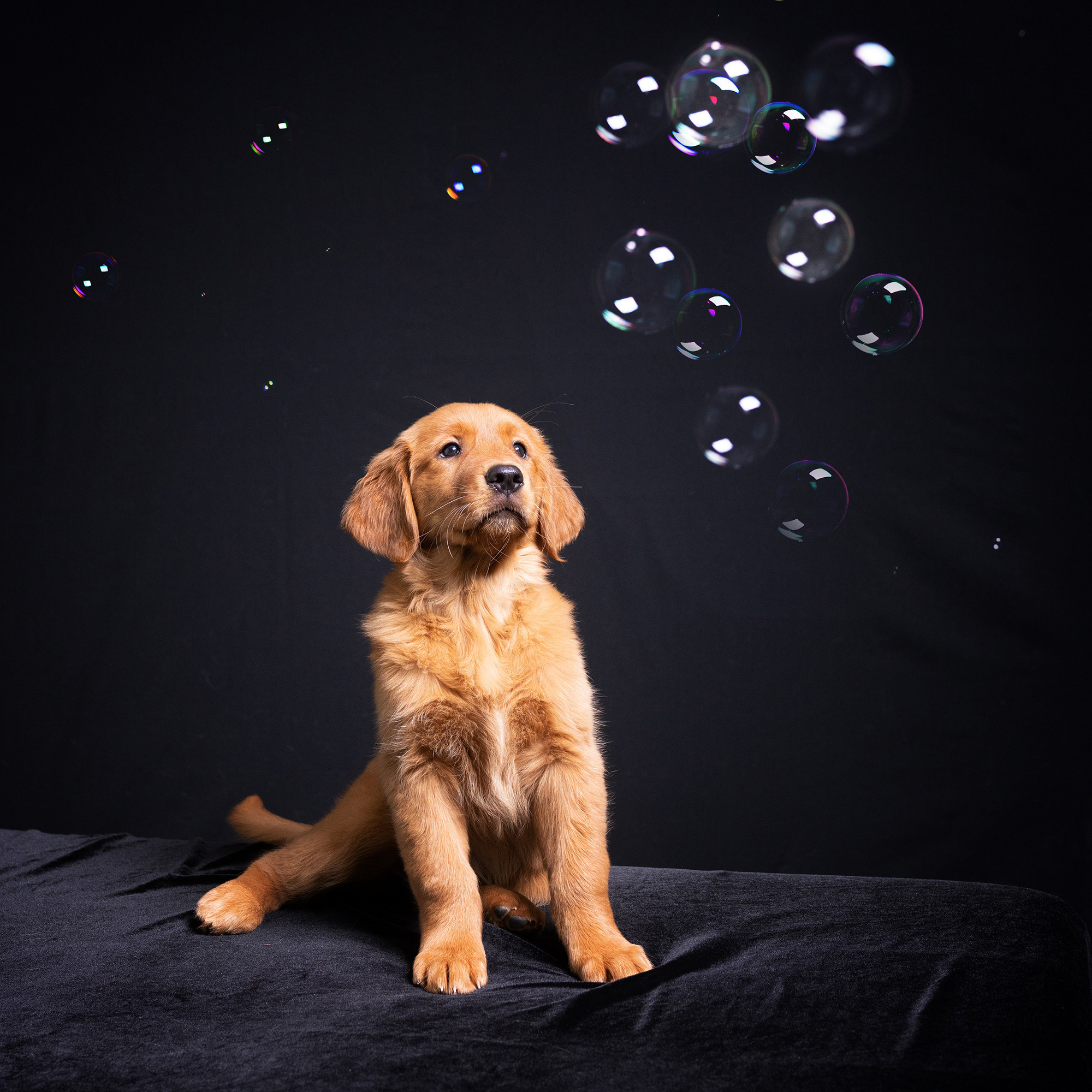 Labrador. Photographer Irina Kozhemyakina. Houston