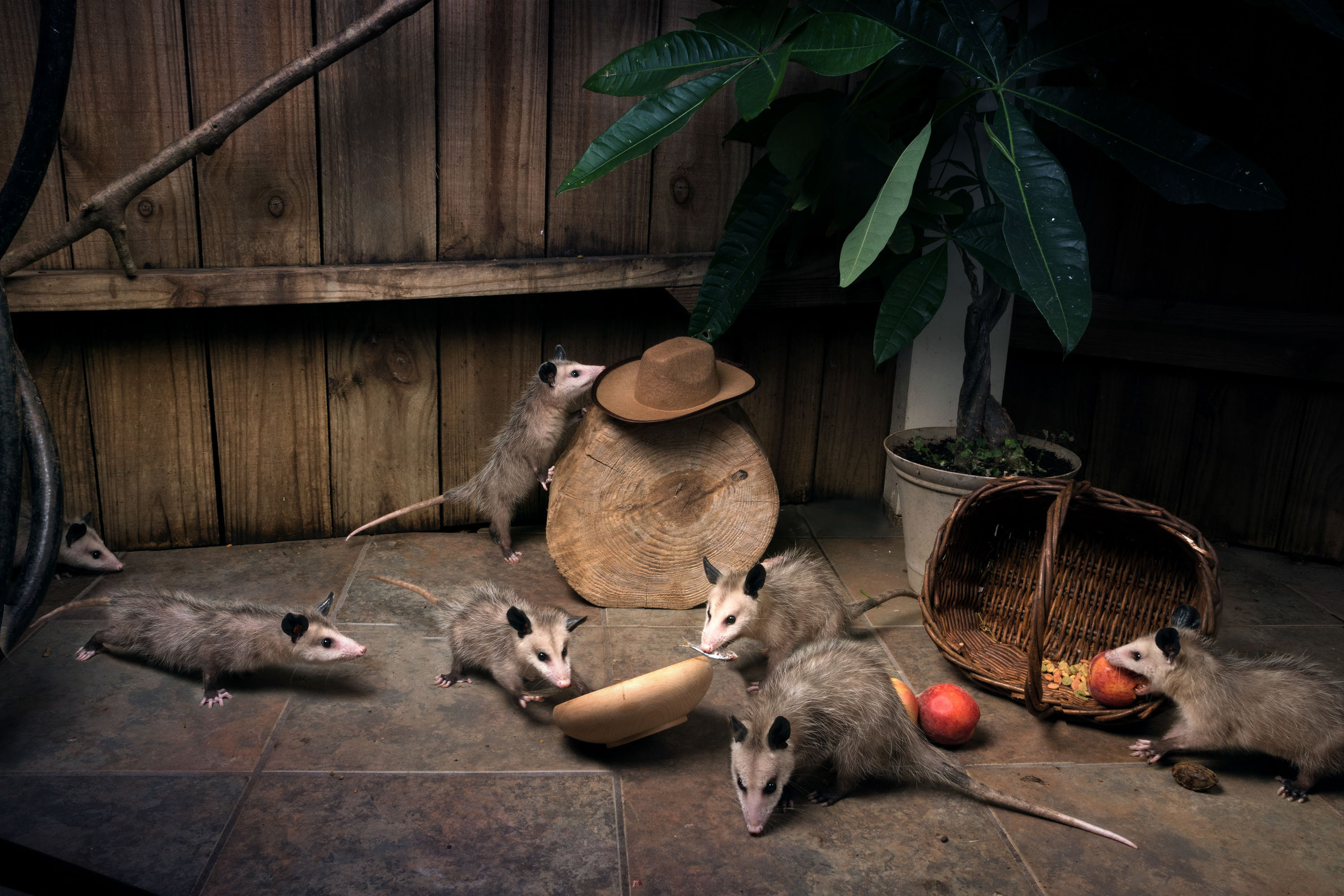 Opossum. Photographer Irina Kozhemyakina. Houston