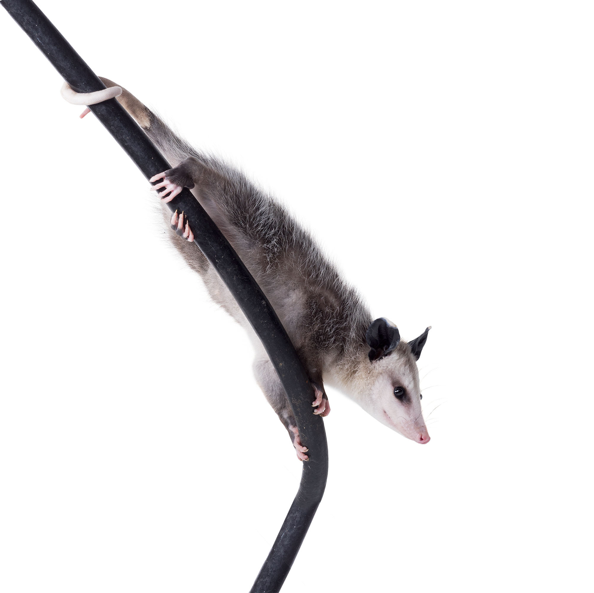 Opossum. Photographer Irina Kozhemyakina. Houston