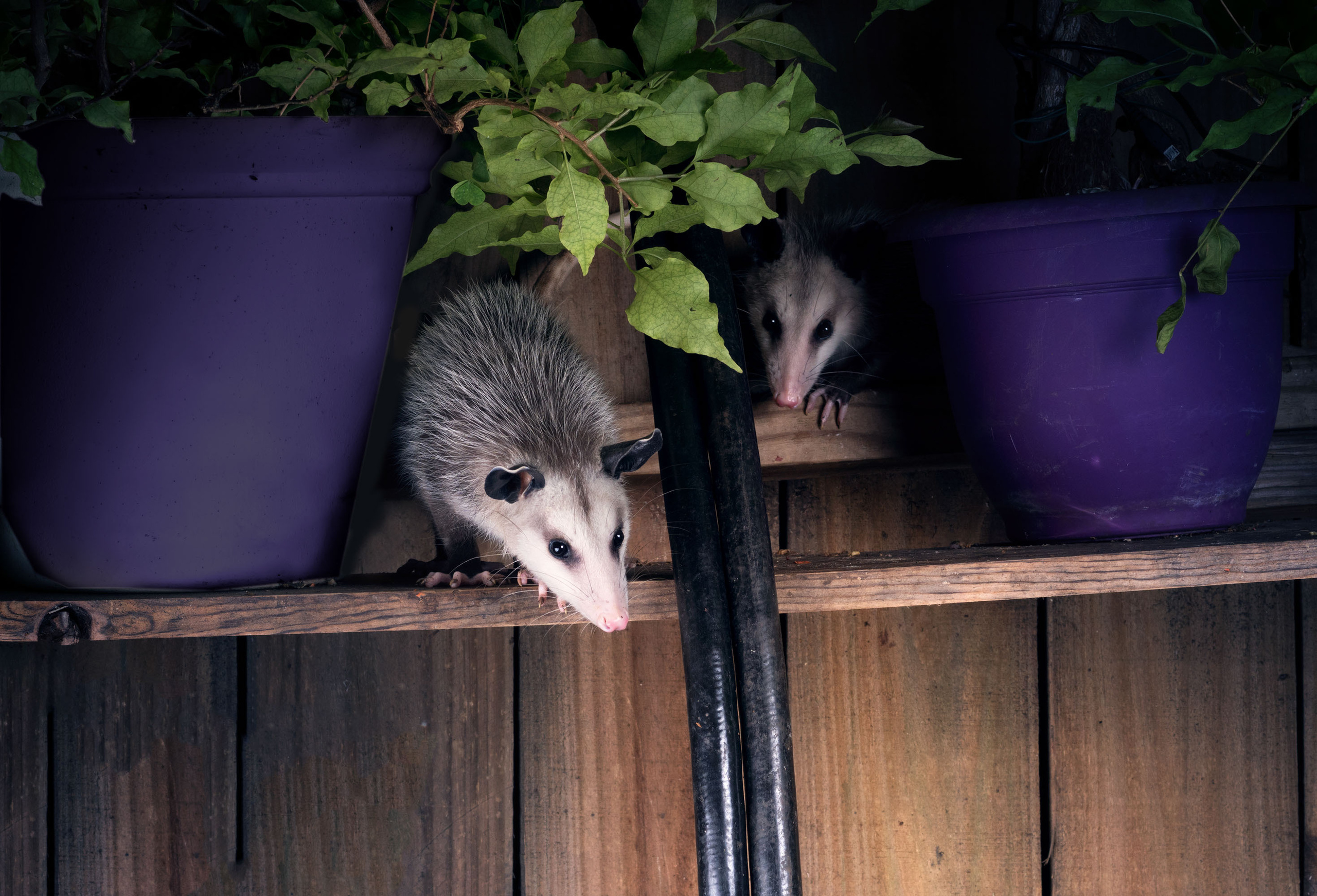 Opossum. Photographer Irina Kozhemyakina. Houston