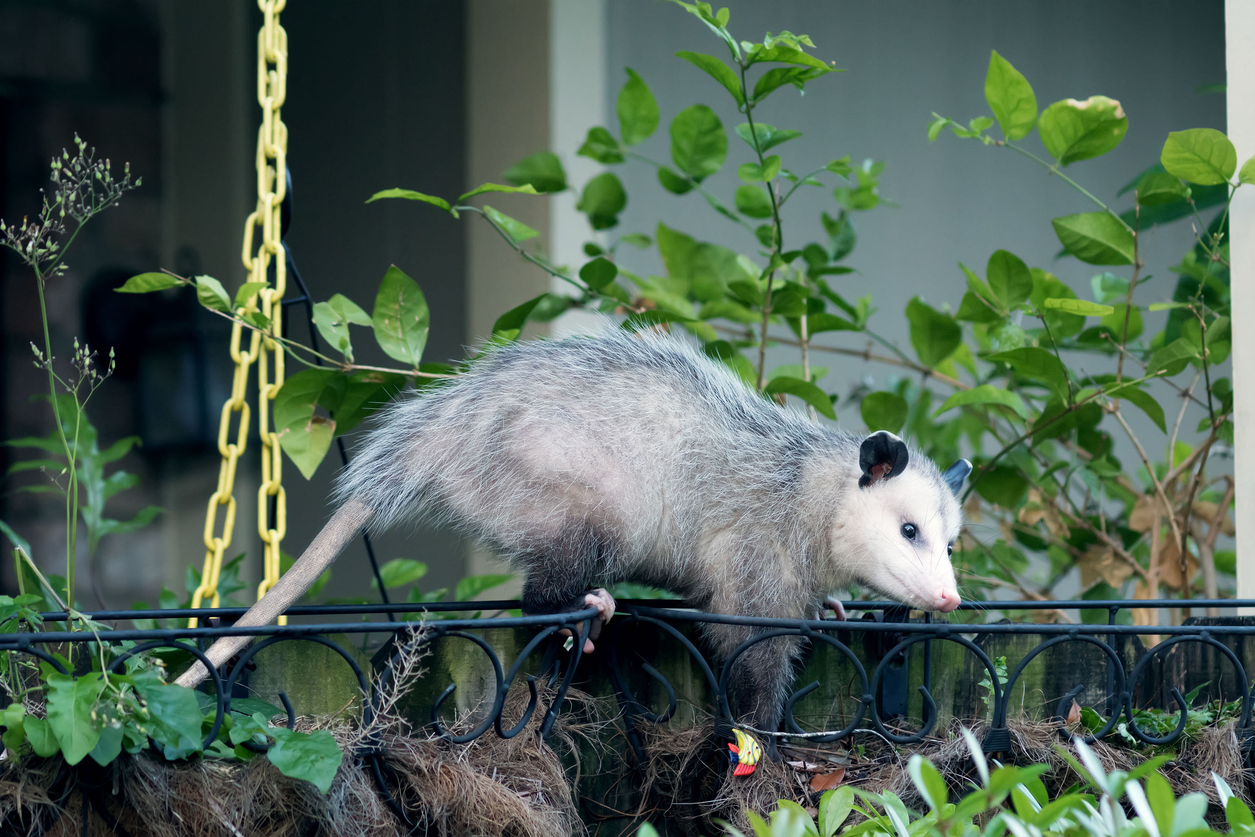 Opossum. Photographer Irina Kozhemyakina. Houston