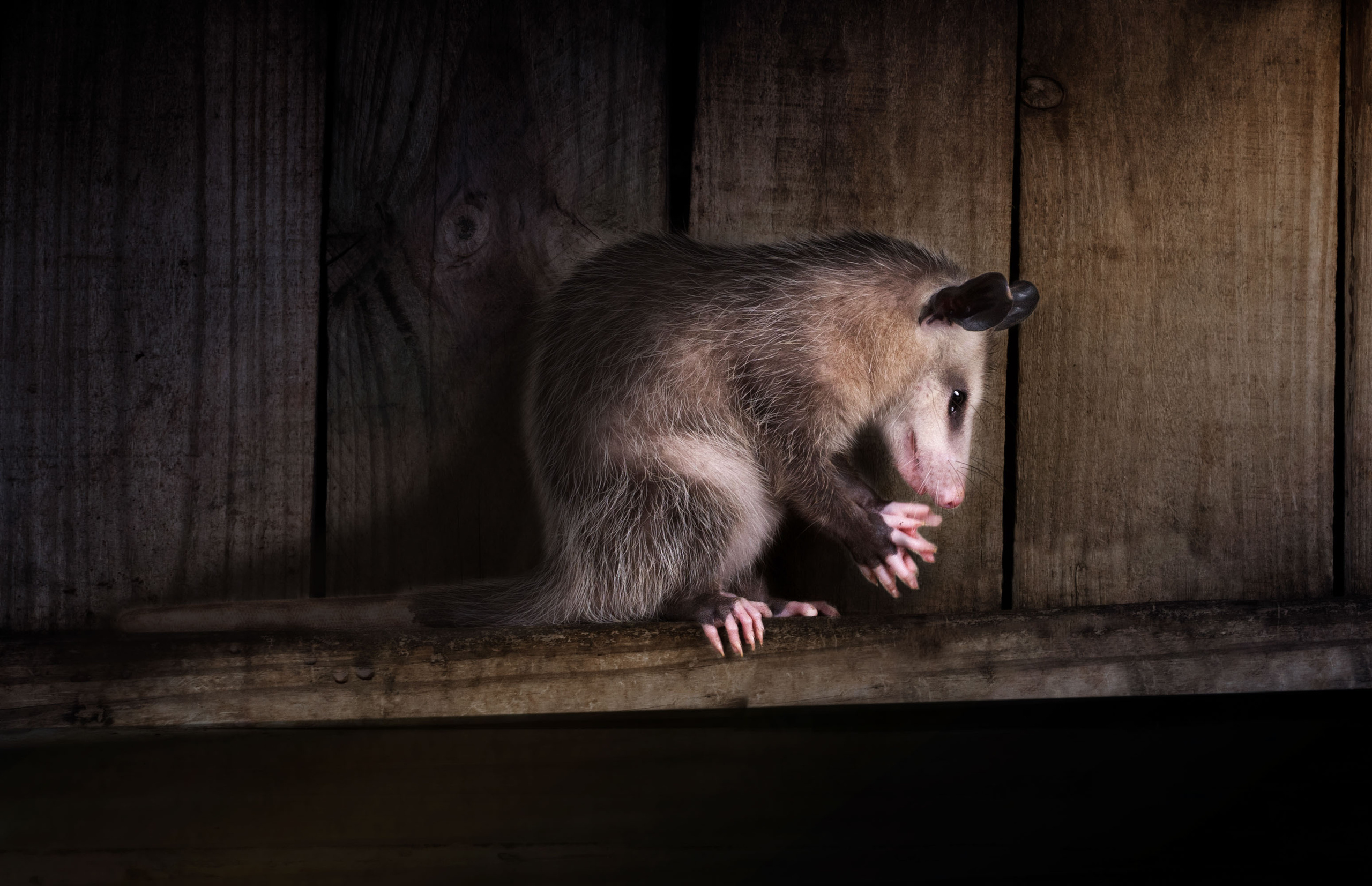 Opossum. Photographer Irina Kozhemyakina. Houston