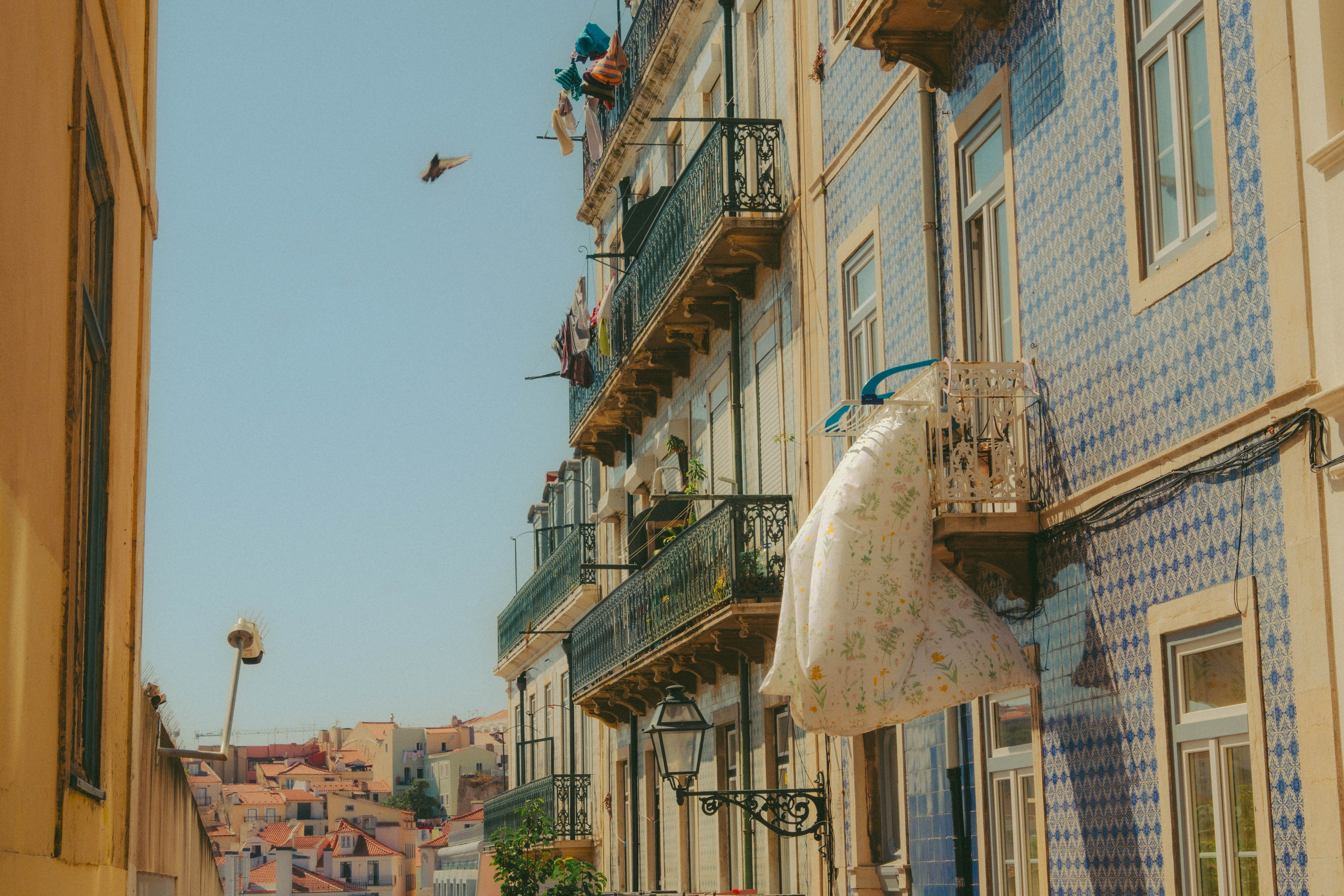 Lisboa, Agosto 2024. Alba del Norte Studio