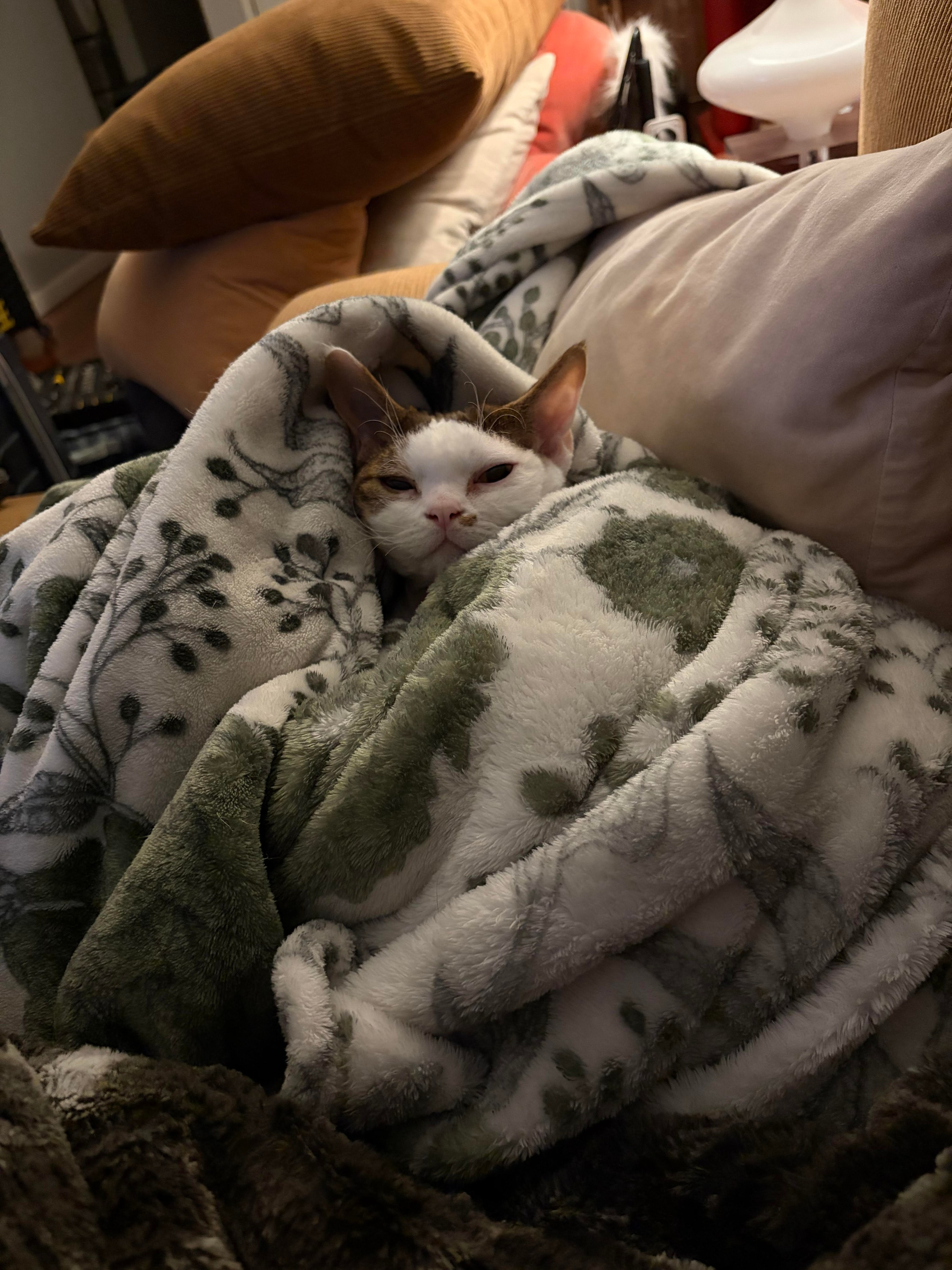 Hector,  boy, born 04.20.25. Devon Rex Pixie Cattery