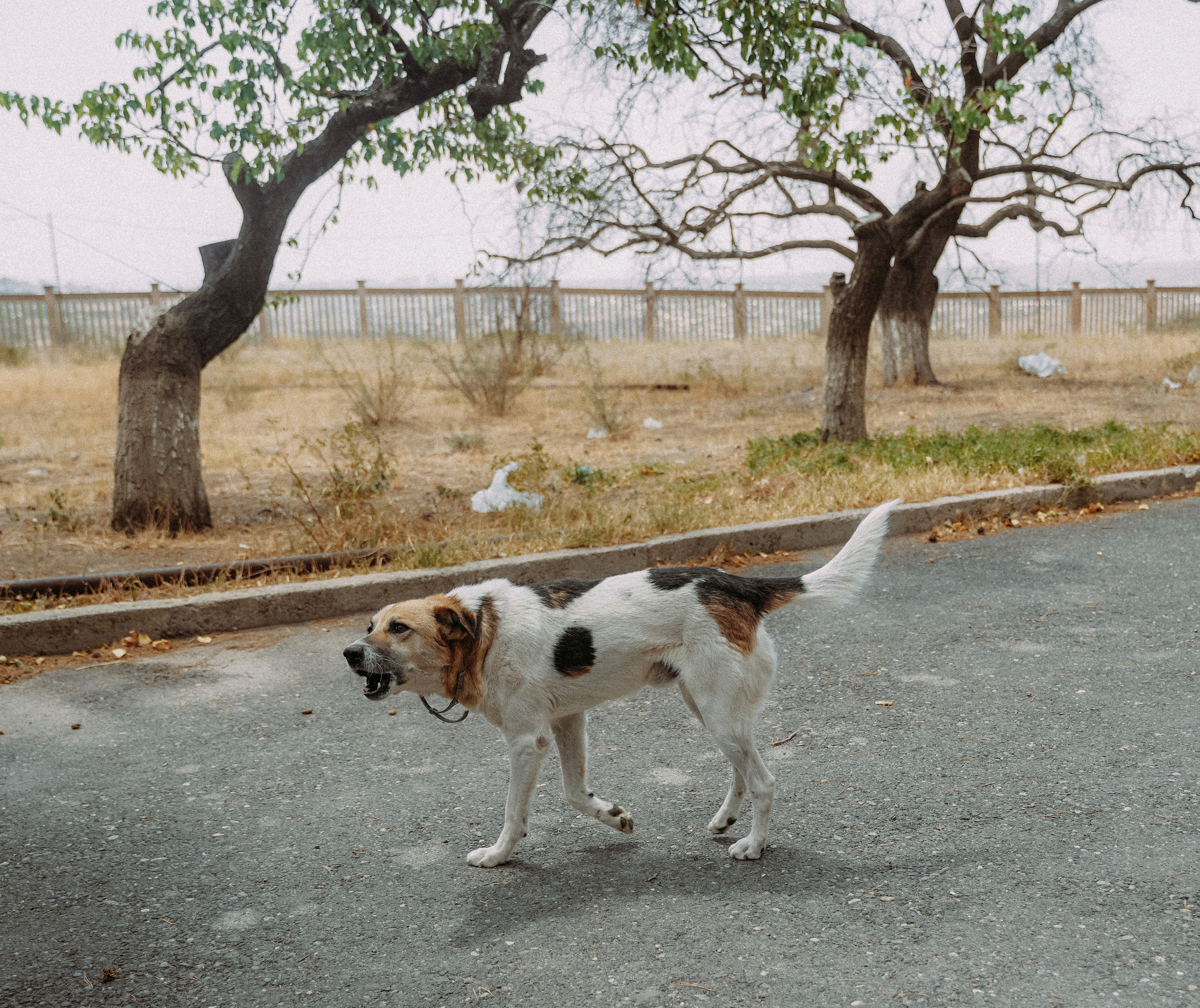 ЕРЕВАН. Стрит-фотография, полная абсурда, идиотизма и красоты