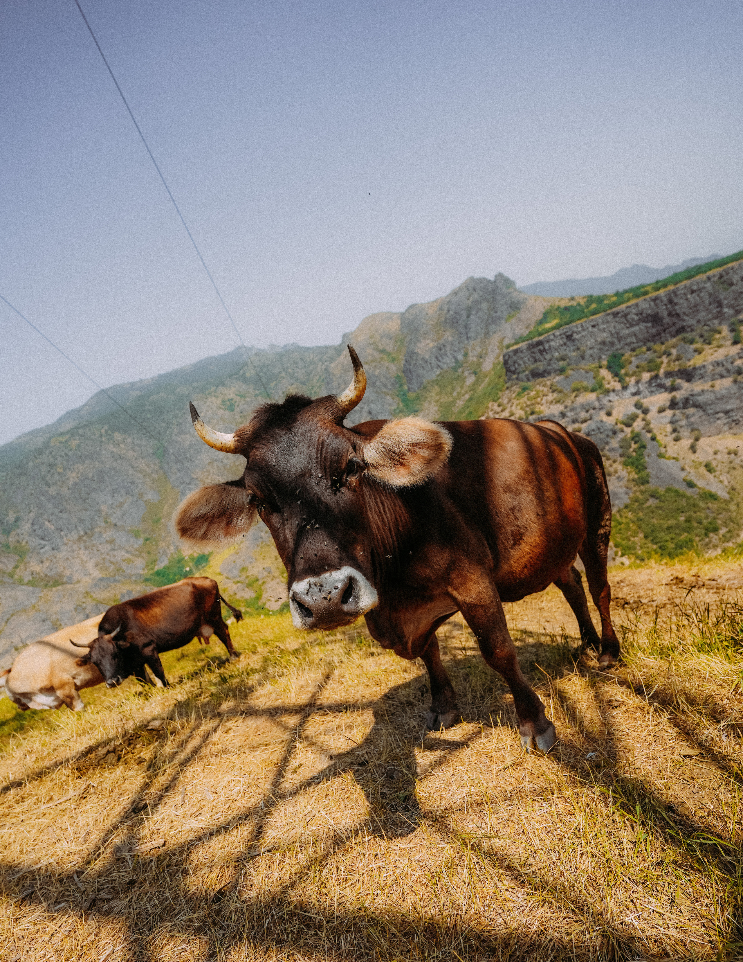 ЕРЕВАН. Стрит-фотография, полная абсурда, идиотизма и красоты