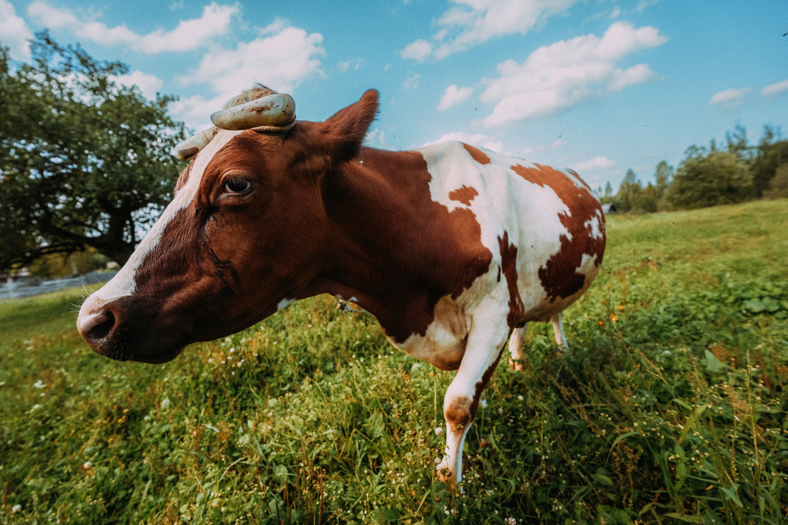 2023. Стрит-фотография, полная абсурда, идиотизма и красоты