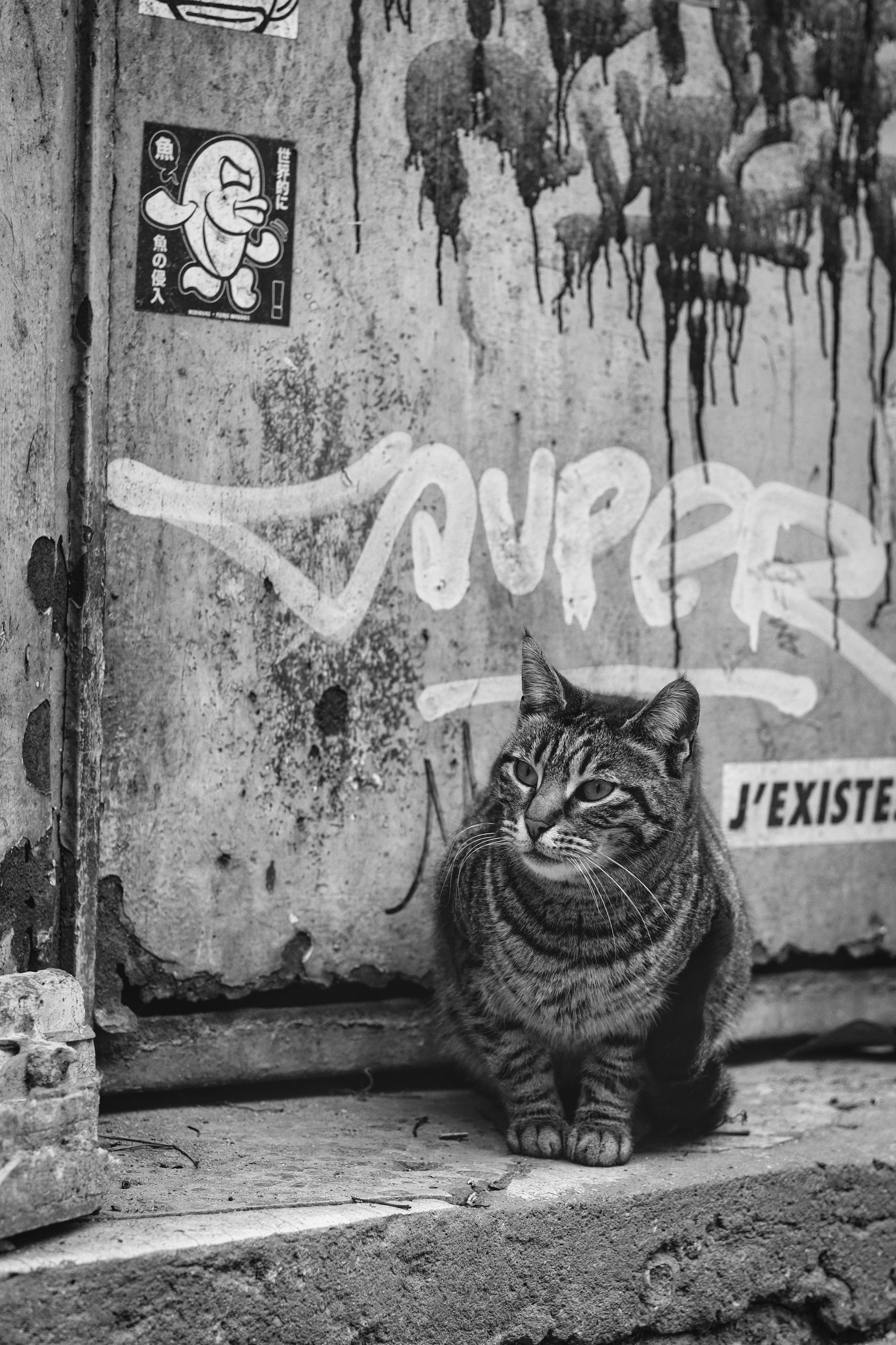 Istanbul Cats | Turkey 2022 | Camera: FUJIFILM X-Pro3 35mm F2.0