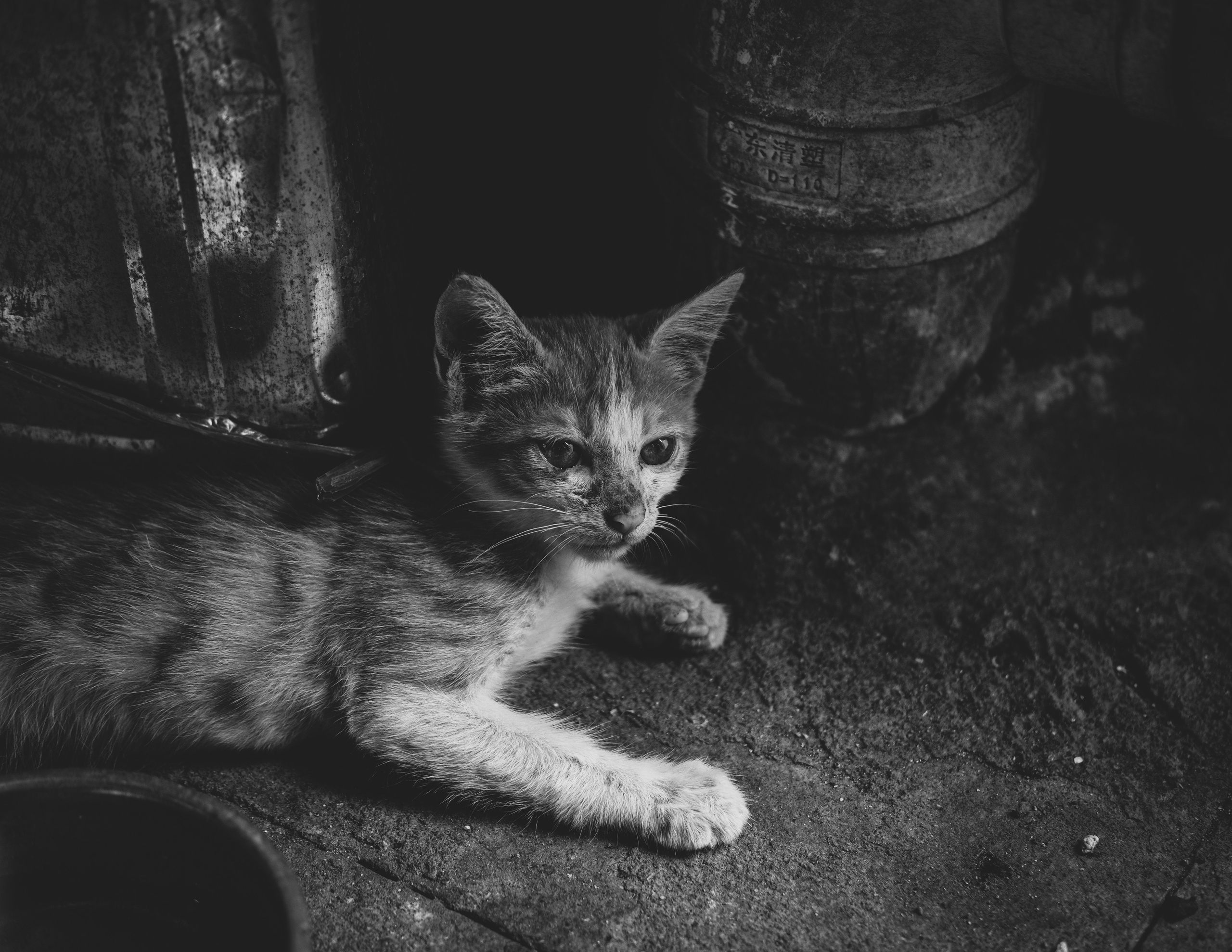 黑白照片 | Poor Kitty in Black and White Photography, China | Guangzhou City