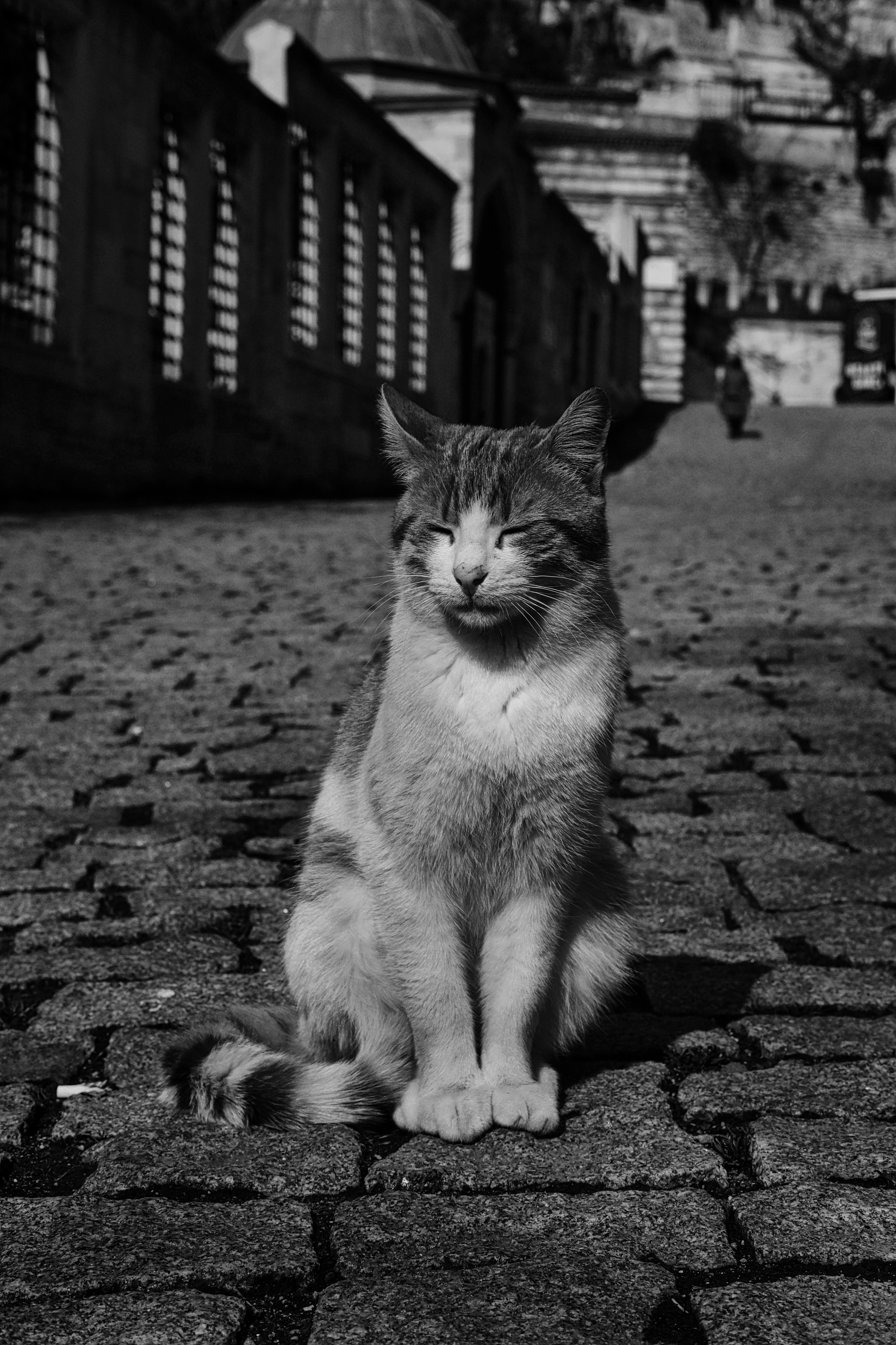 Istanbul Cats in Black & White Photography | Turkey 2022 | Camera: FUJIFILM X-Pro3 56mm F1.2