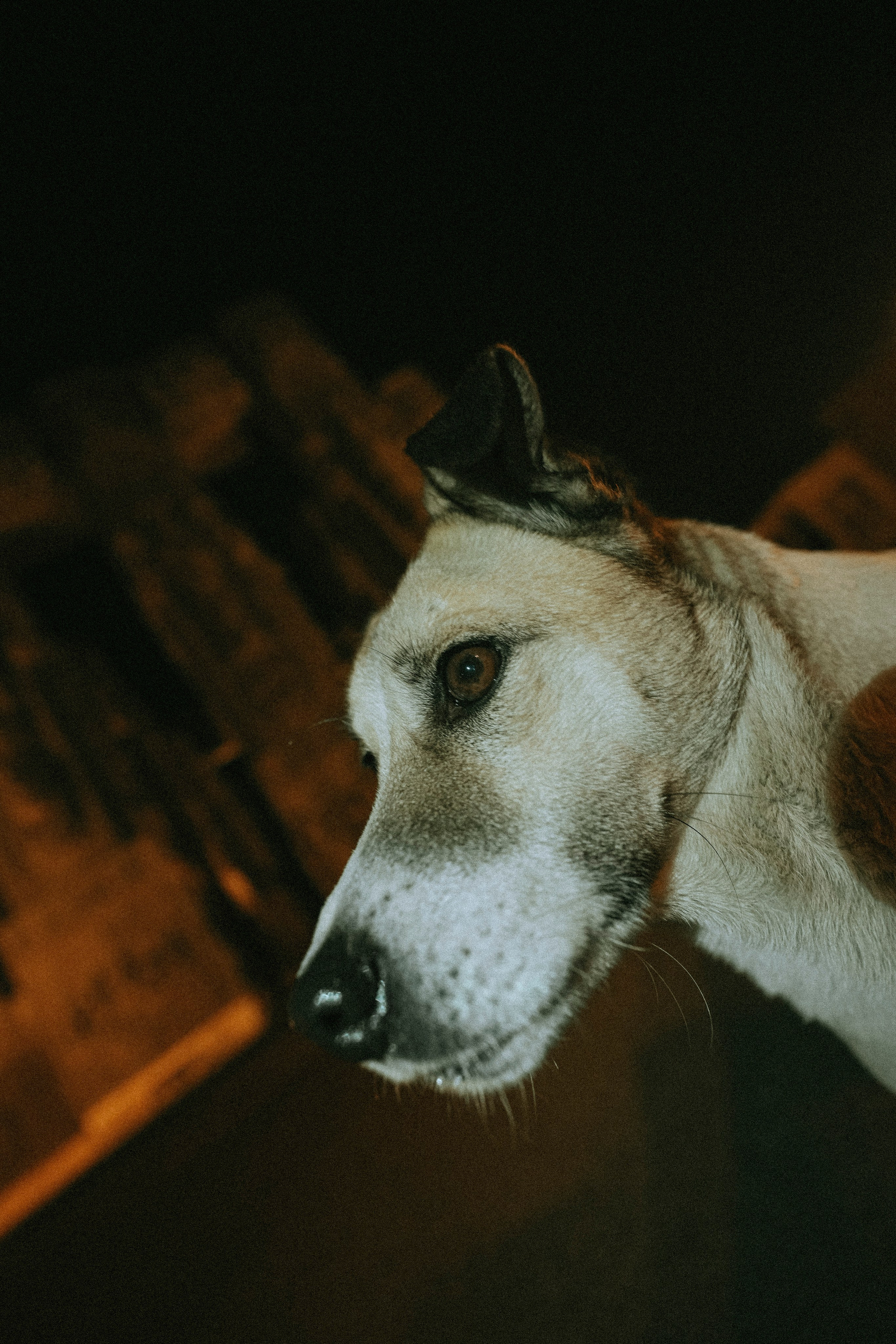 ТБИЛИСИ 2023-2024. Стрит-фотография, полная абсурда, идиотизма и красоты