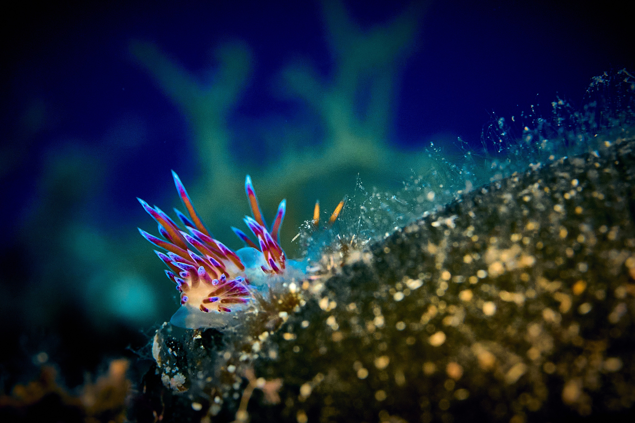 Mieszkańcy mórz. Andriej Szypilow — Photography & Videography