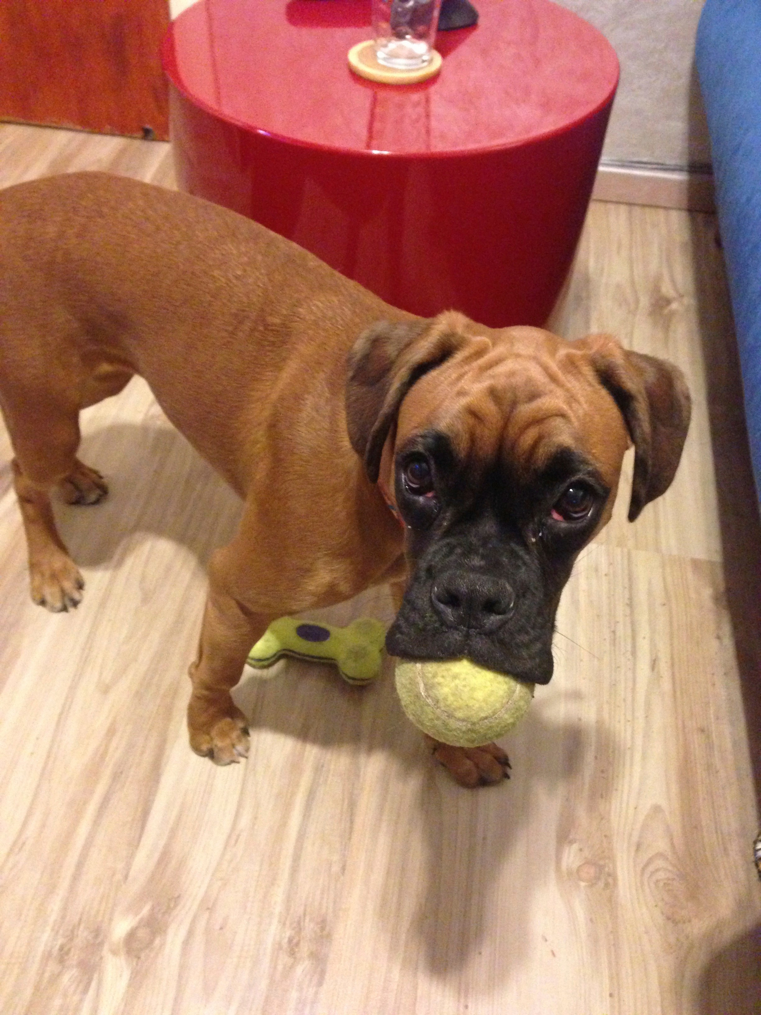 My ״Star״ Boxer Dog