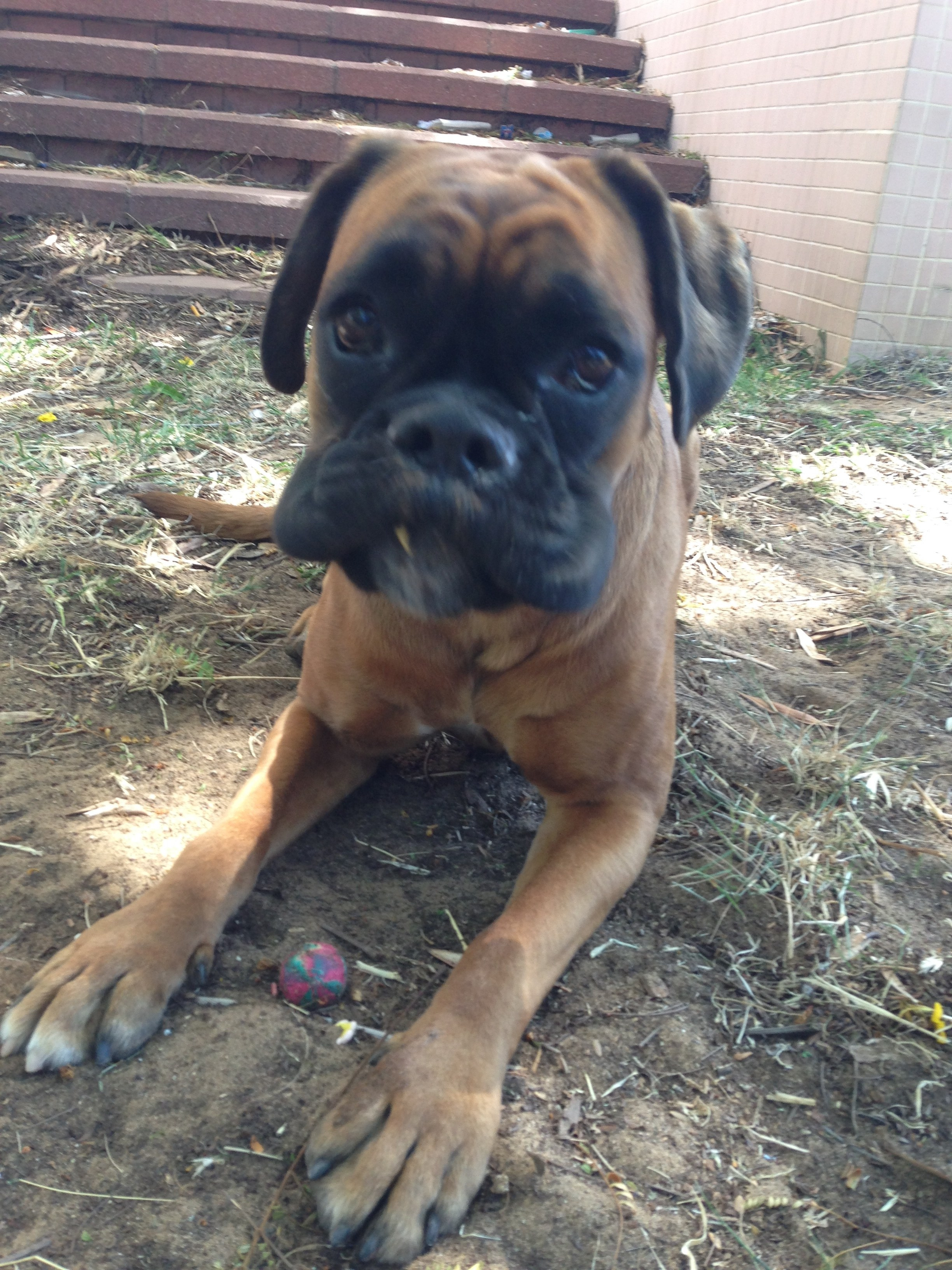 My ״Star״ Boxer Dog