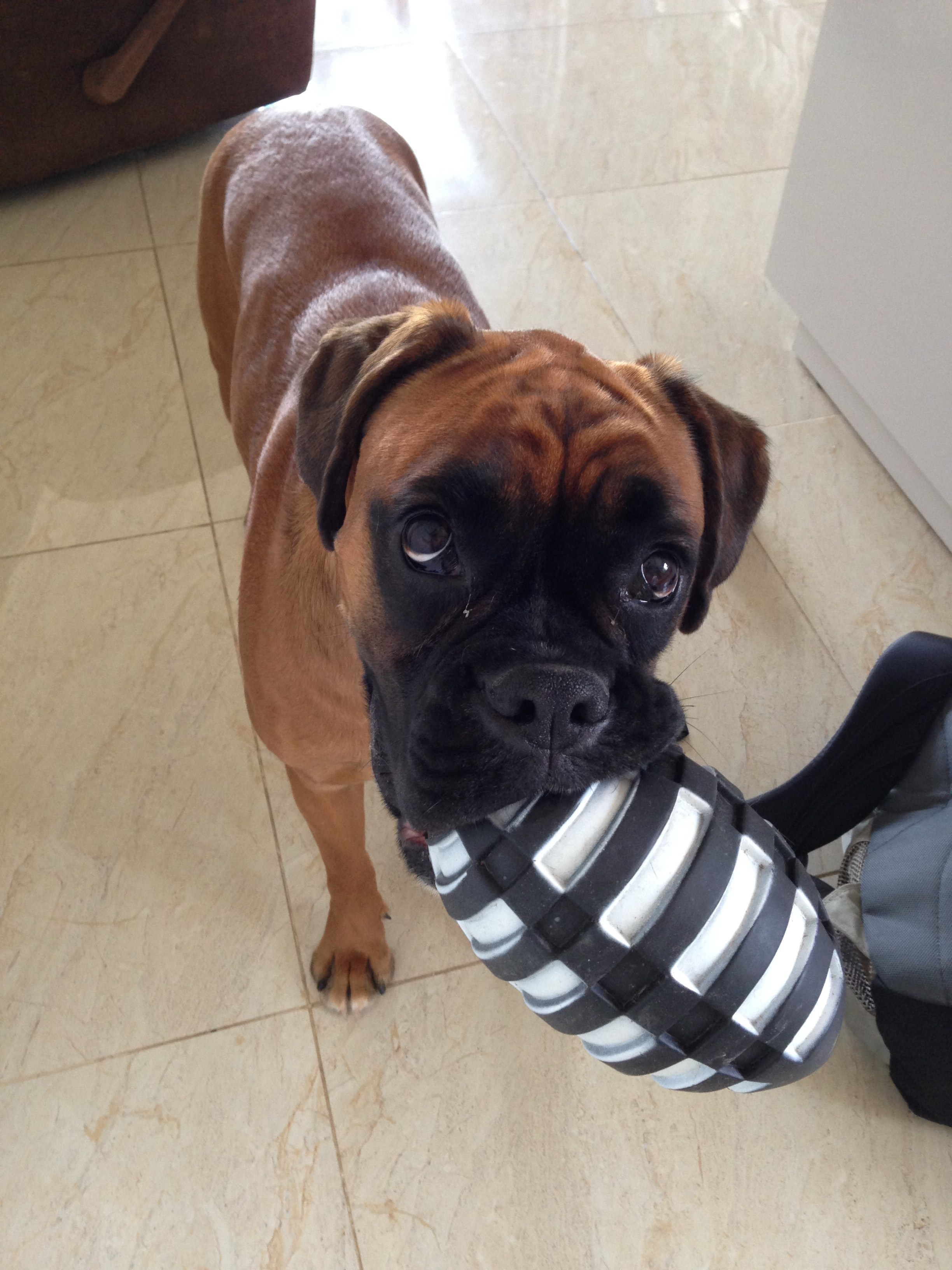 My ״Star״ Boxer Dog